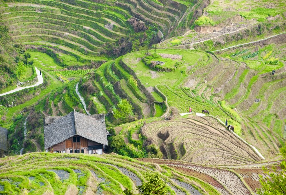 Drakensrug rijstvelden van Longsheng