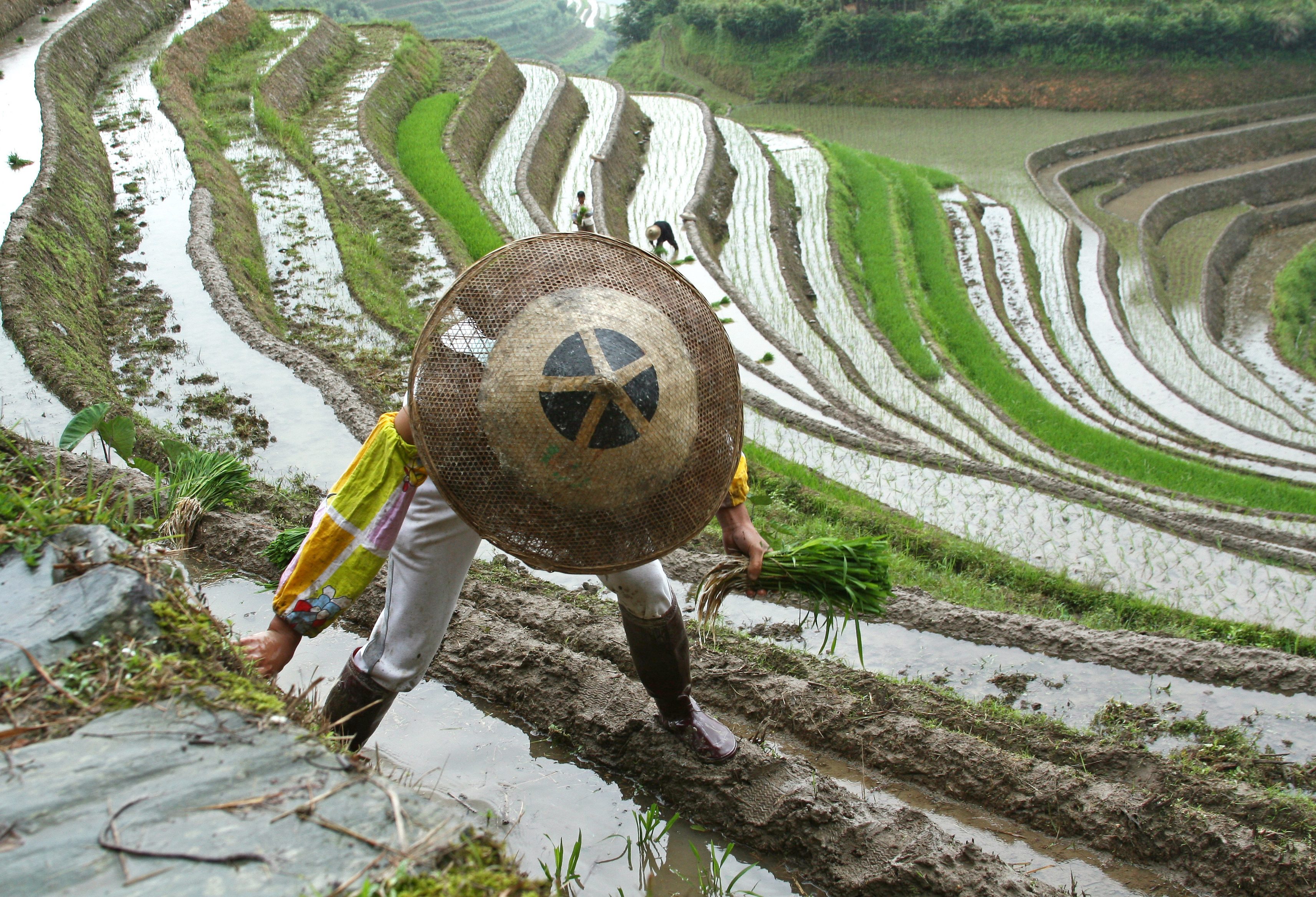 rijstvelden in longshen china
