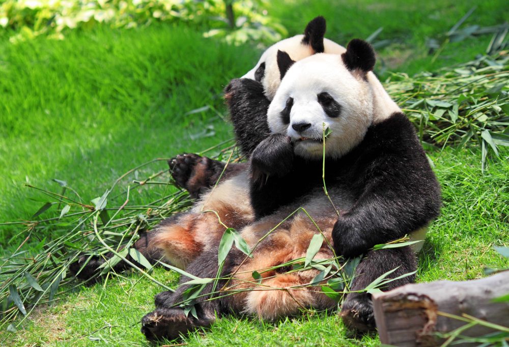 Panda's in Yaan National Park