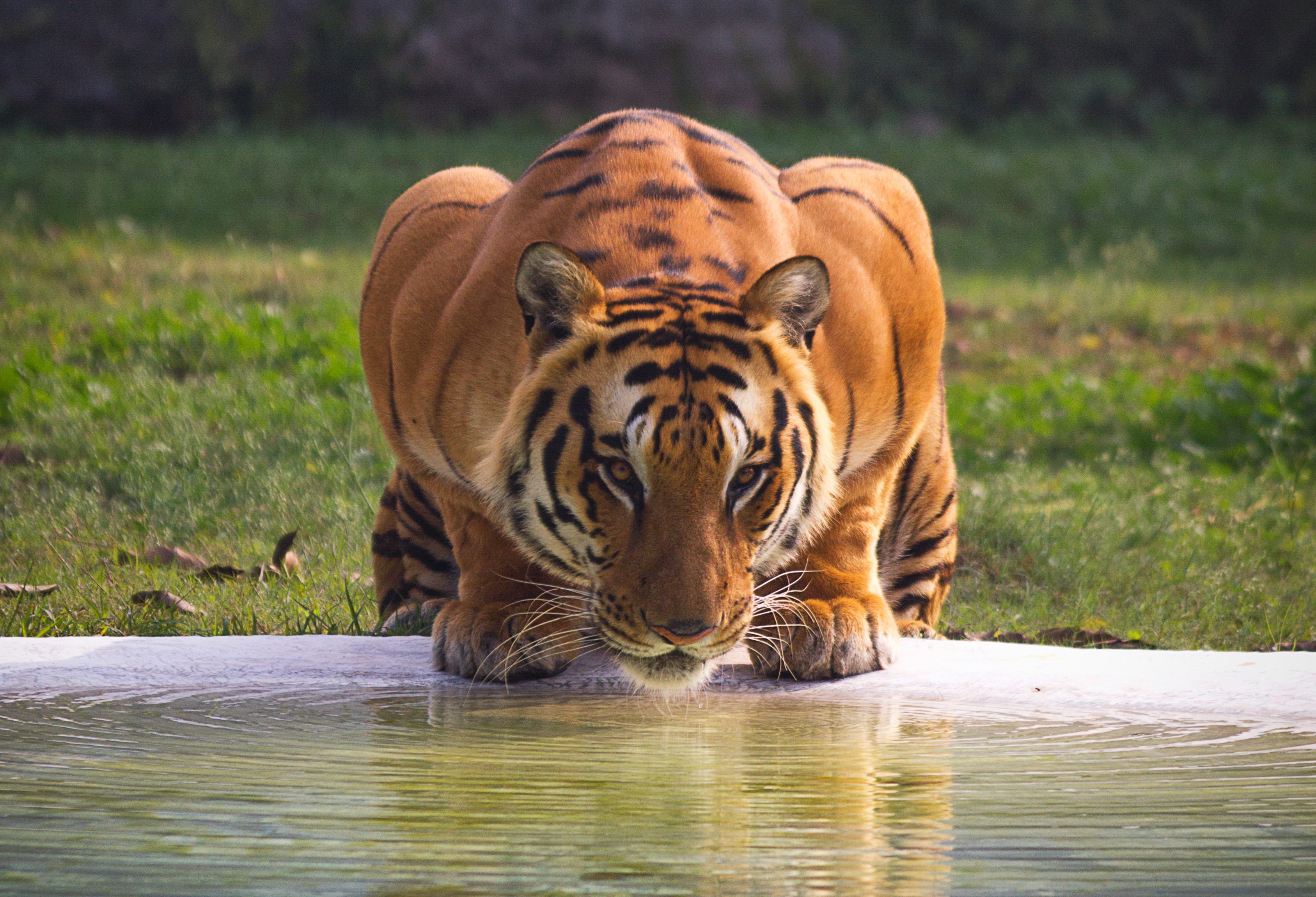 Tijger in Ranthambore Bational Park in India
