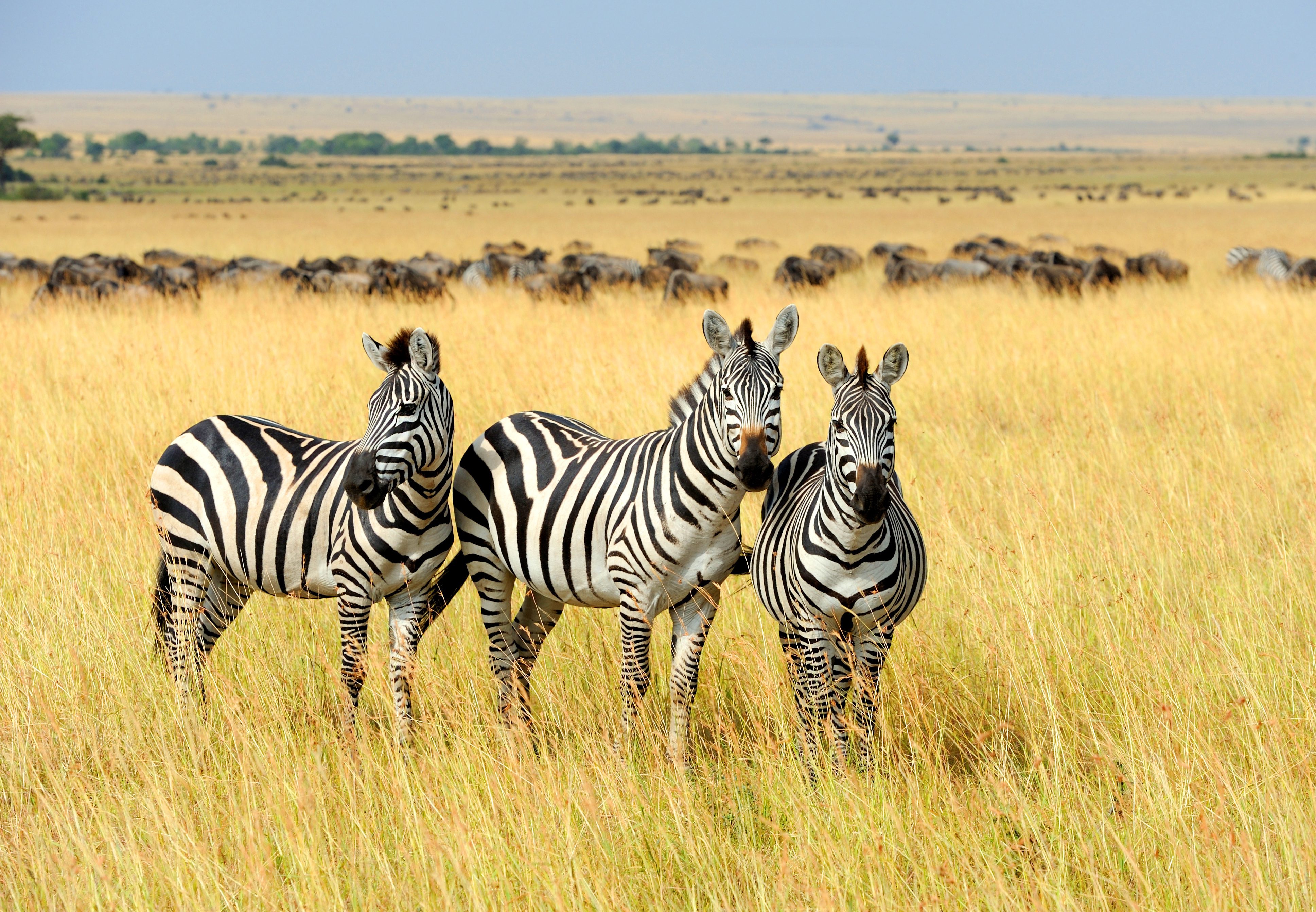 Zebra's in Zuid-Afrika