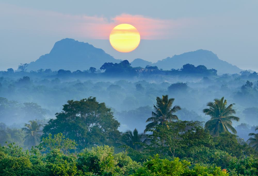 De Jungle van Sri Lanka