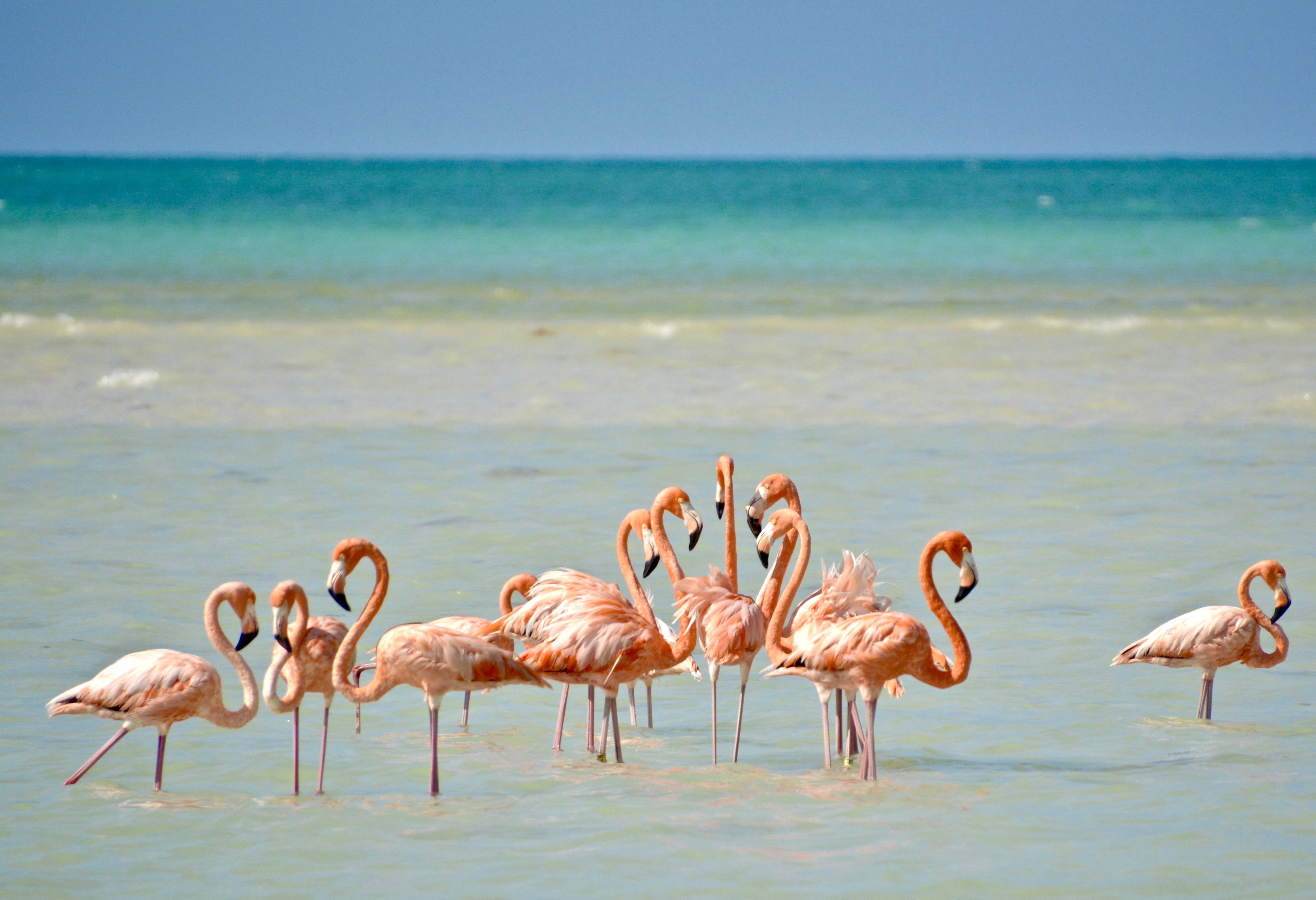 ISla Holbox