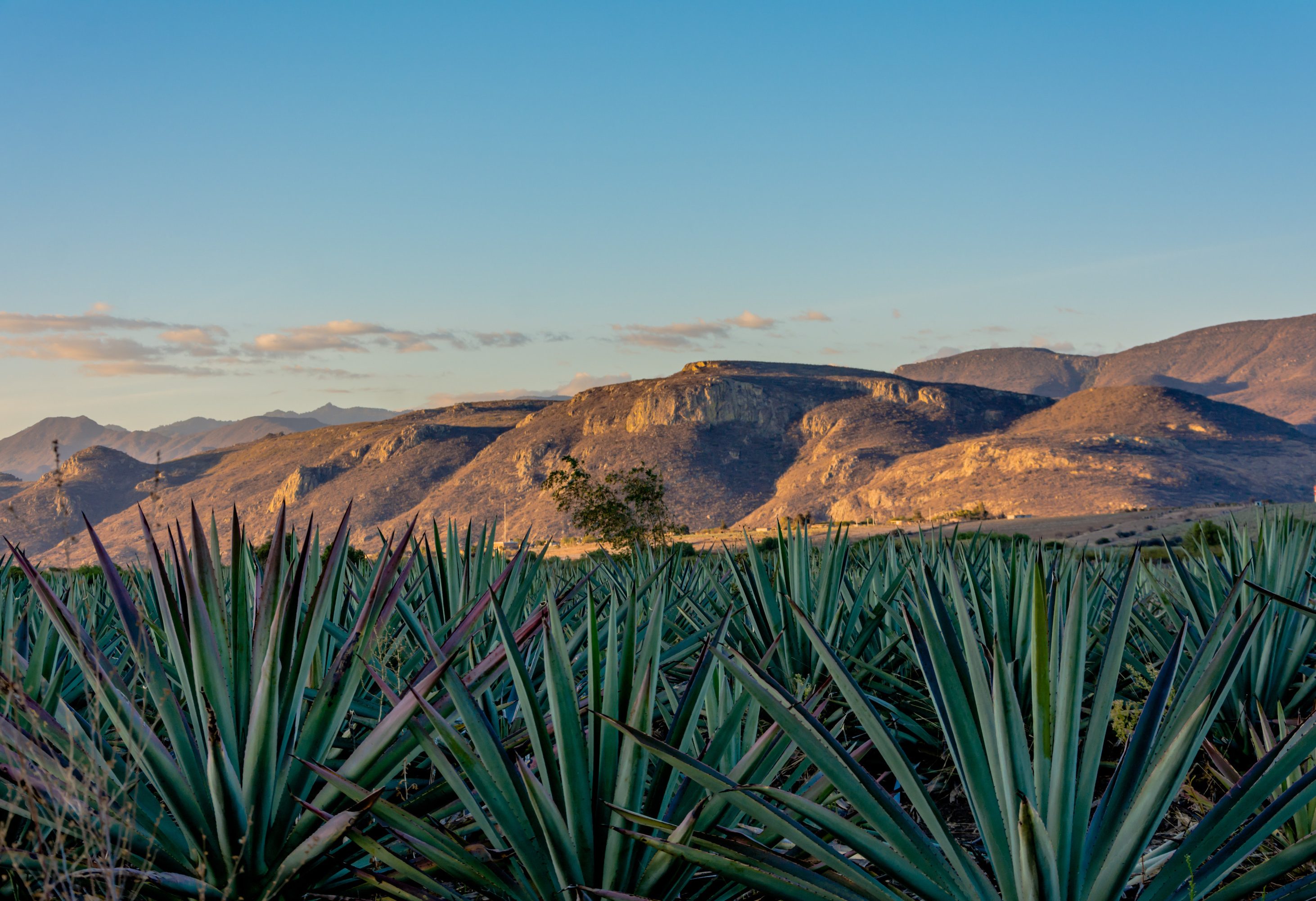 Agave plantage vlakbij Oaxaca Mexico