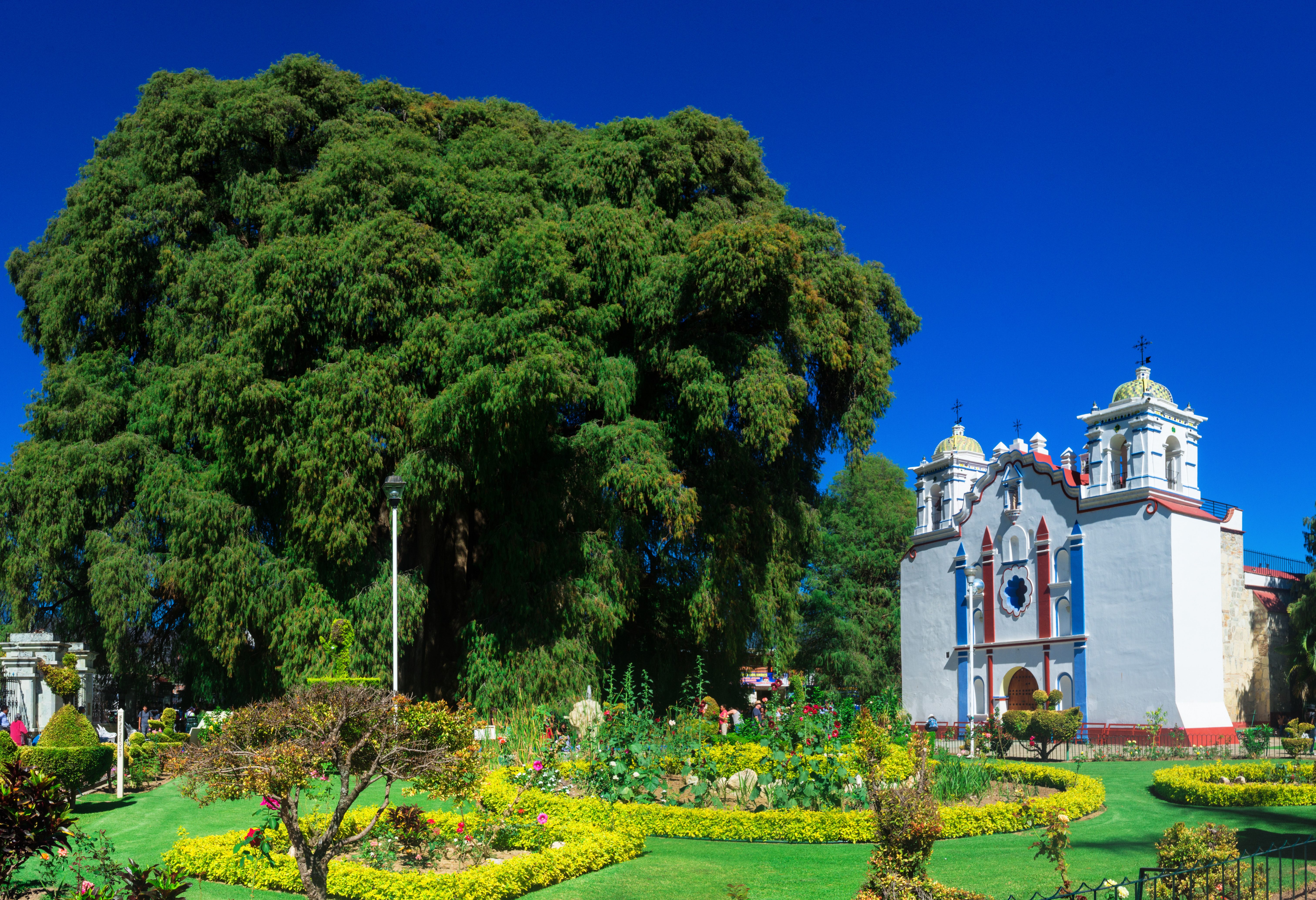 Tule Mexico grootste boom ter wereld