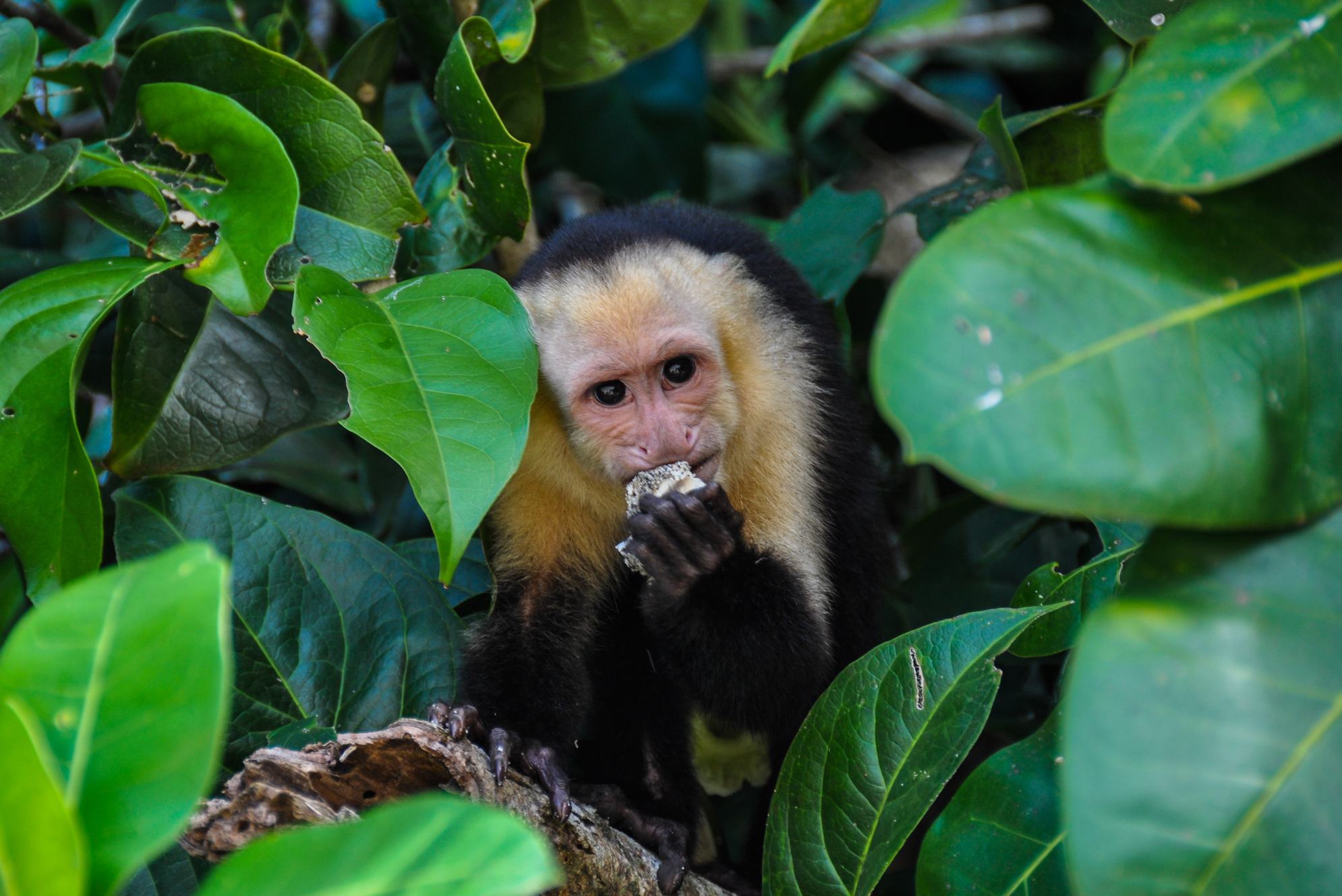 Plaza Yara in Manuel Antonio in Costa Rica
