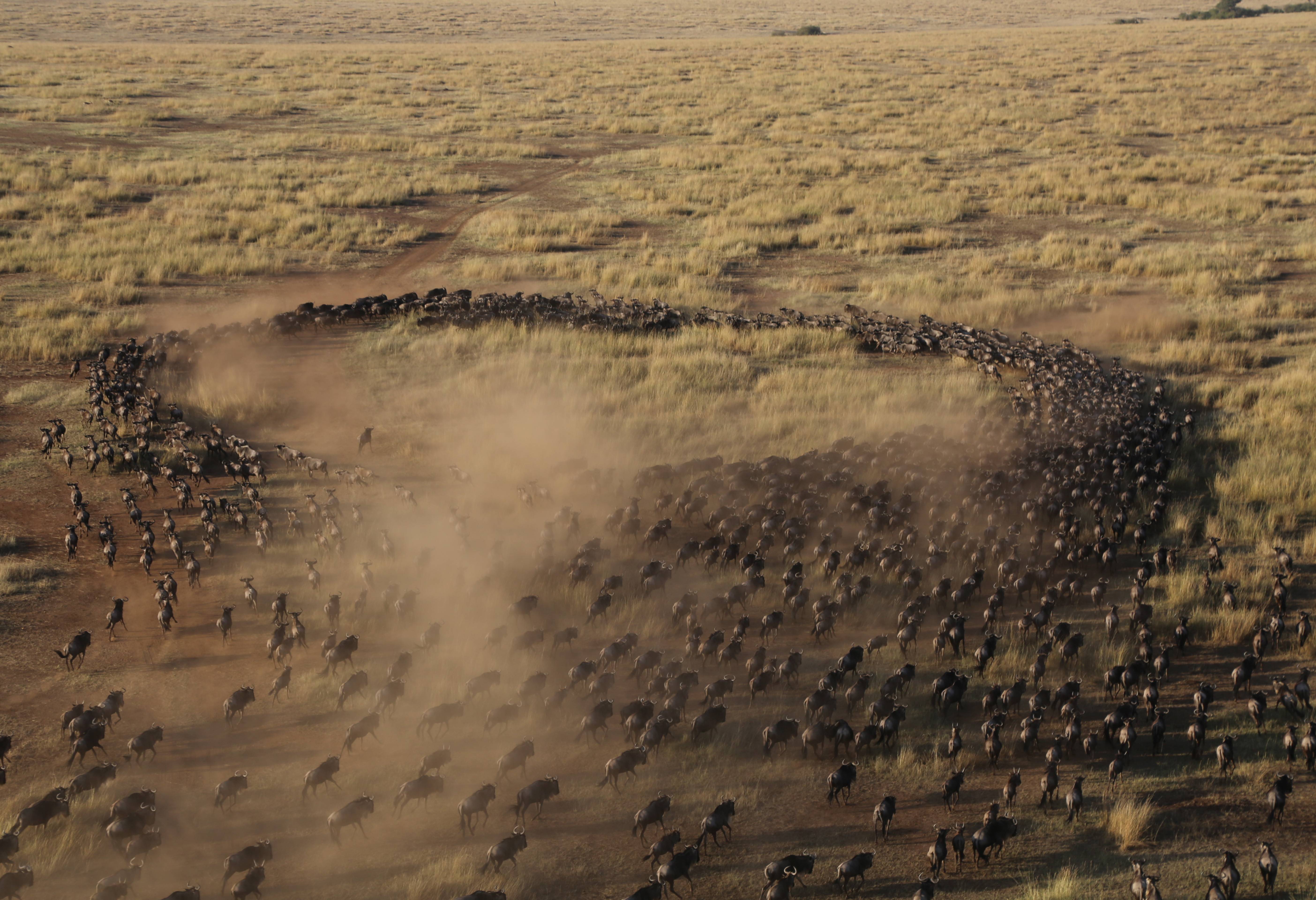 Gnoes tijdens de Grote Trek in de Masai Mara in Kenia