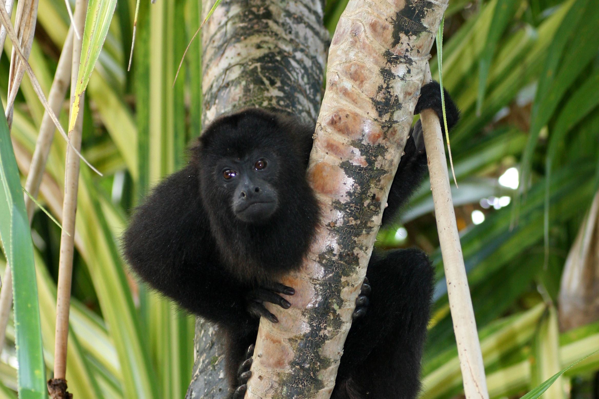Brulaap in Chiapas Mexico