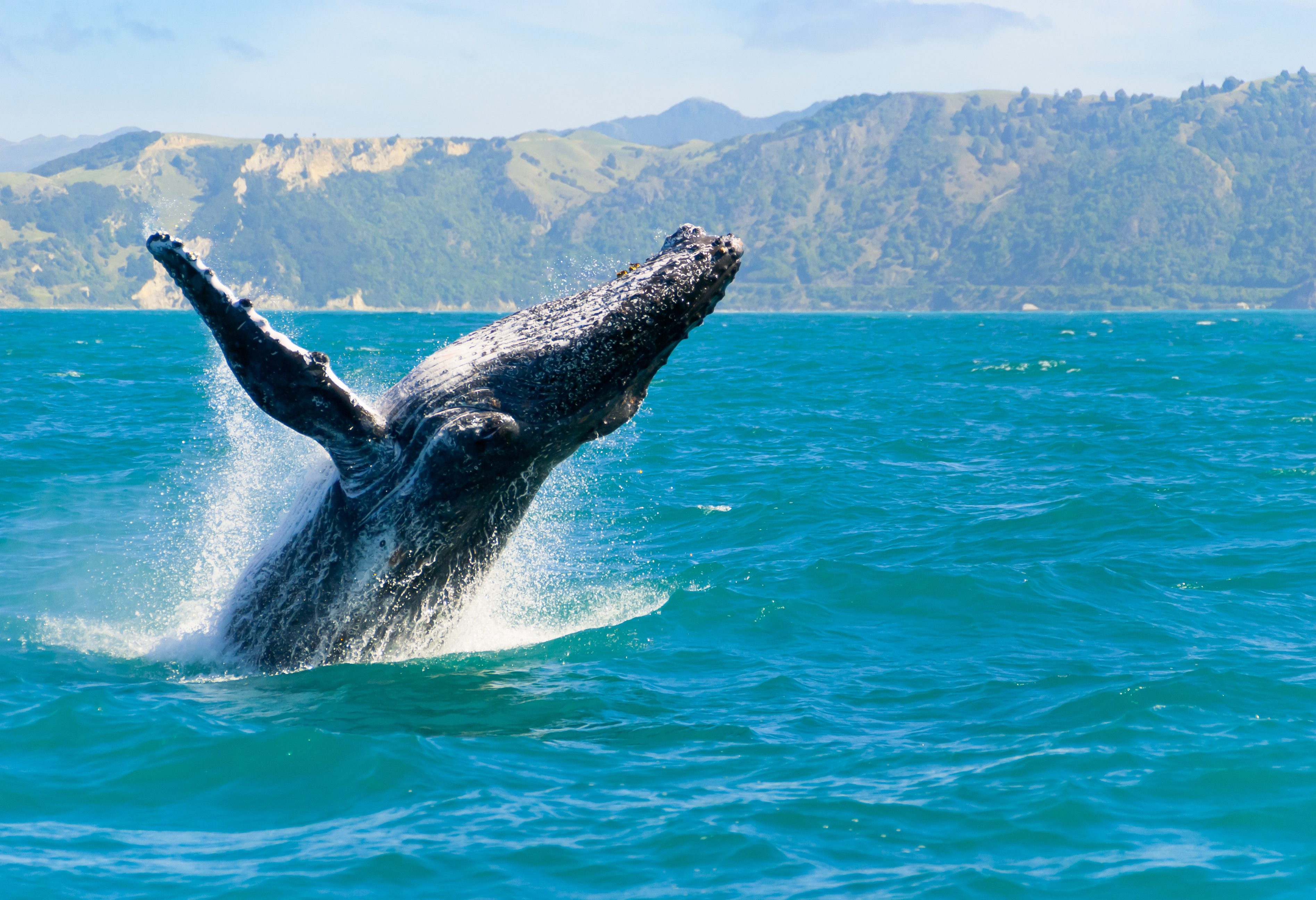 Bultrug walvis bij Kaikoura in Nieuw-Zeeland
