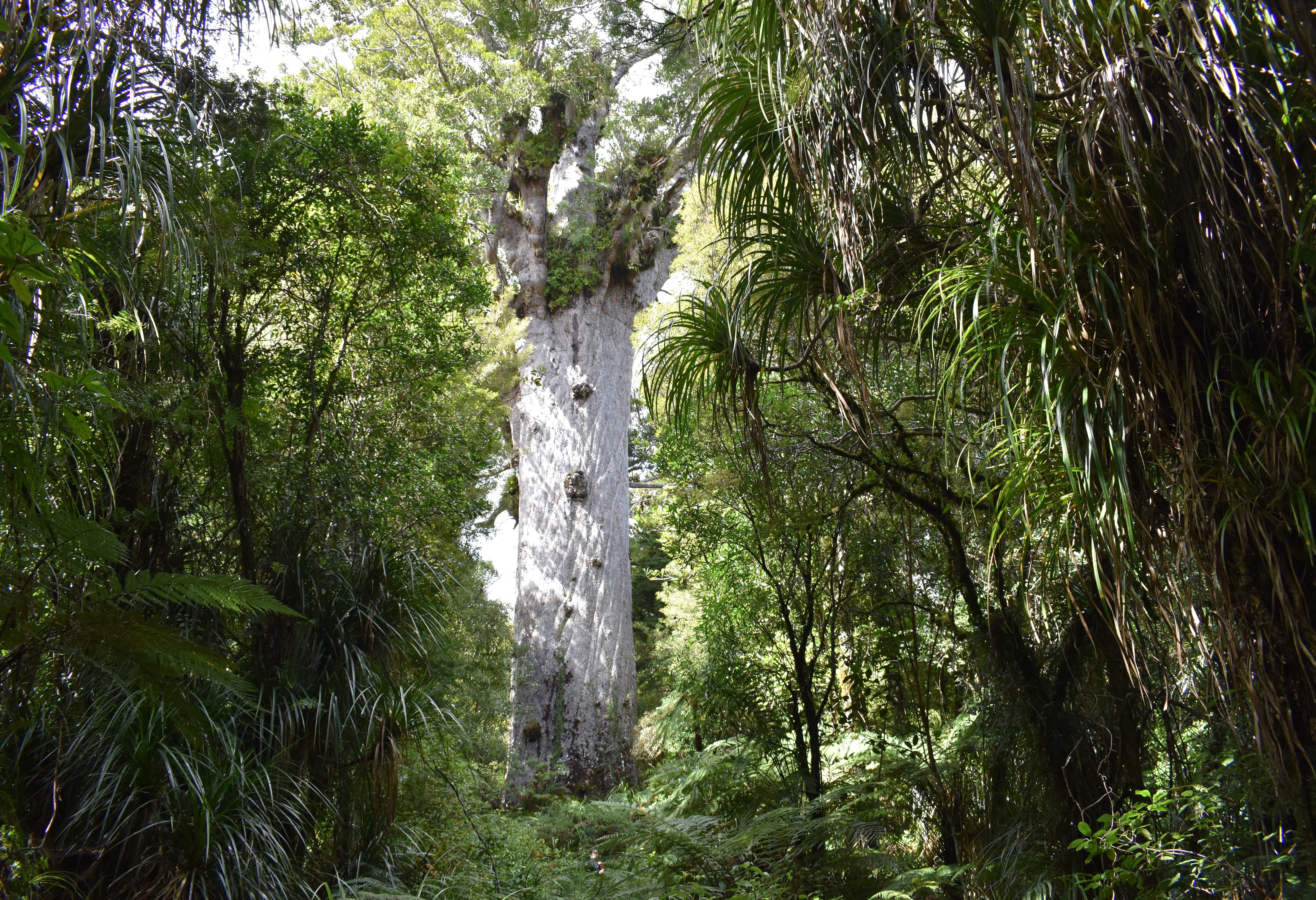 Kauri boom in Waipua Forest op het Noordereiland in Nieuw-Zeeland