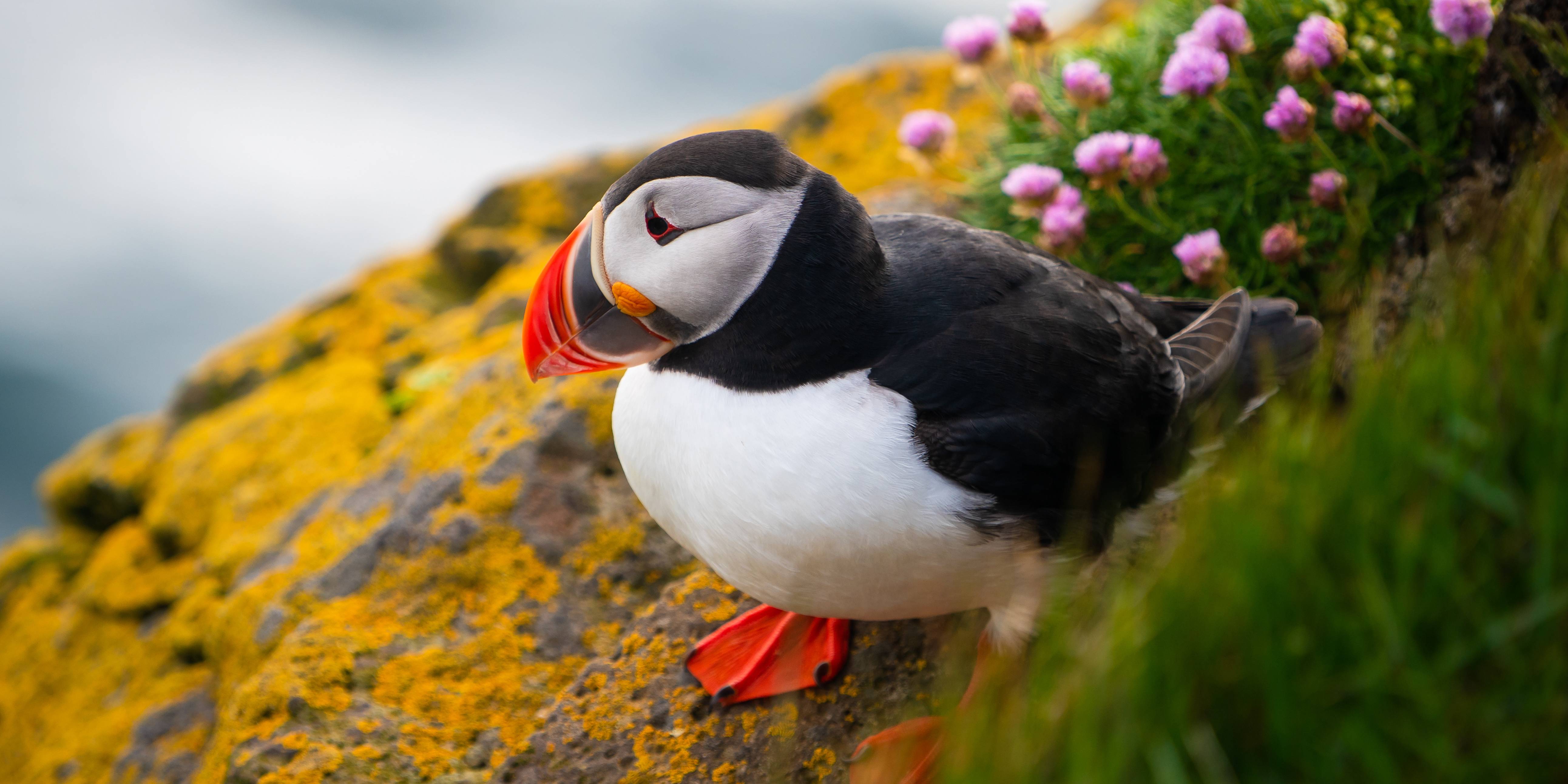 Puffin in IJsland
