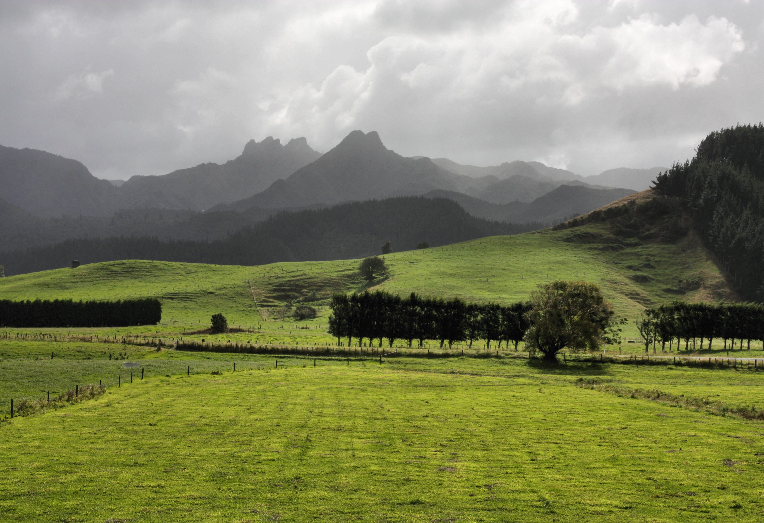 Groen landschap van het schiereiland Coromandel in Nieuw-Zeeland