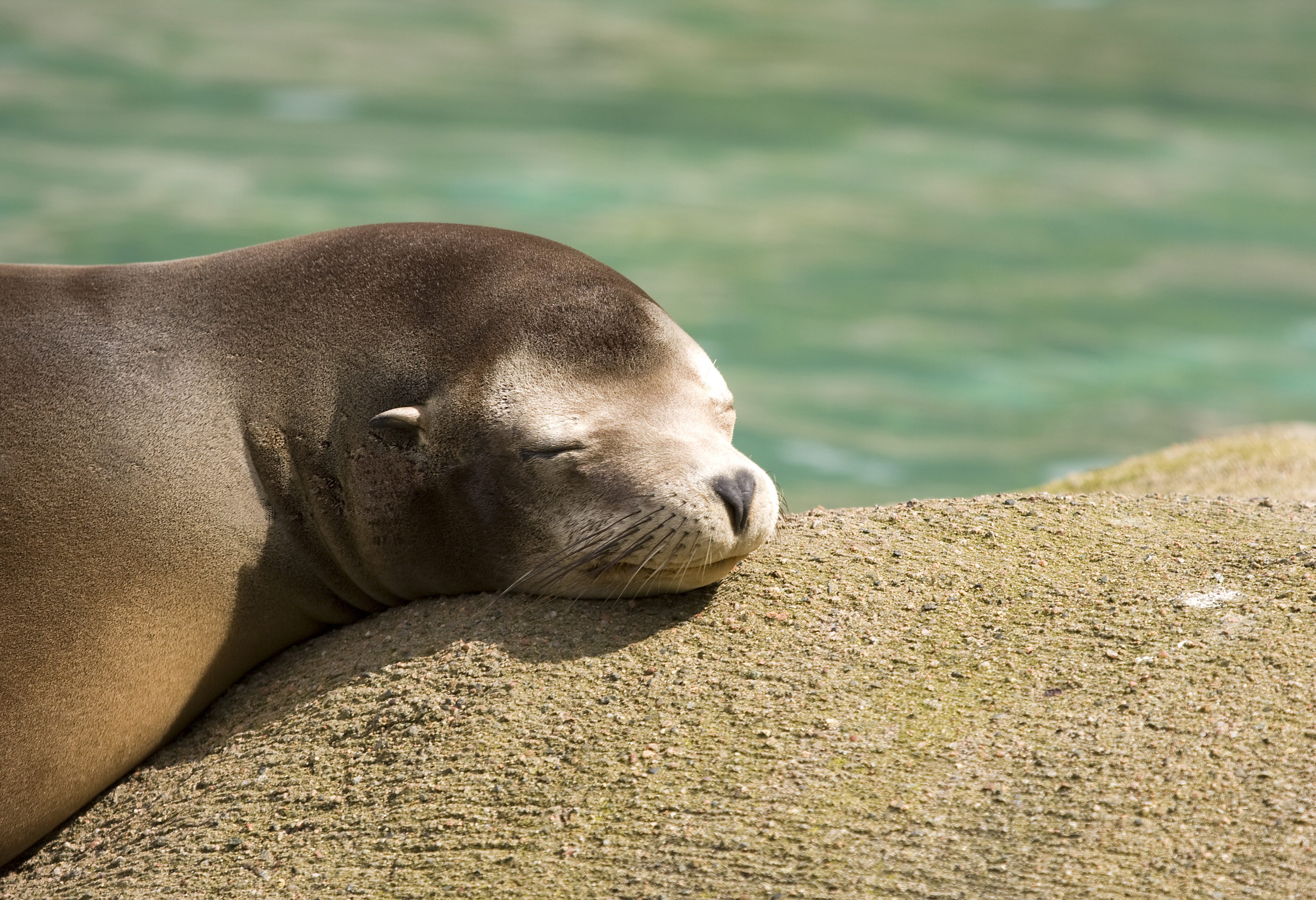 Zeehond tijdens boottocht in de Bay of Islands in Nieuw-Zeeland