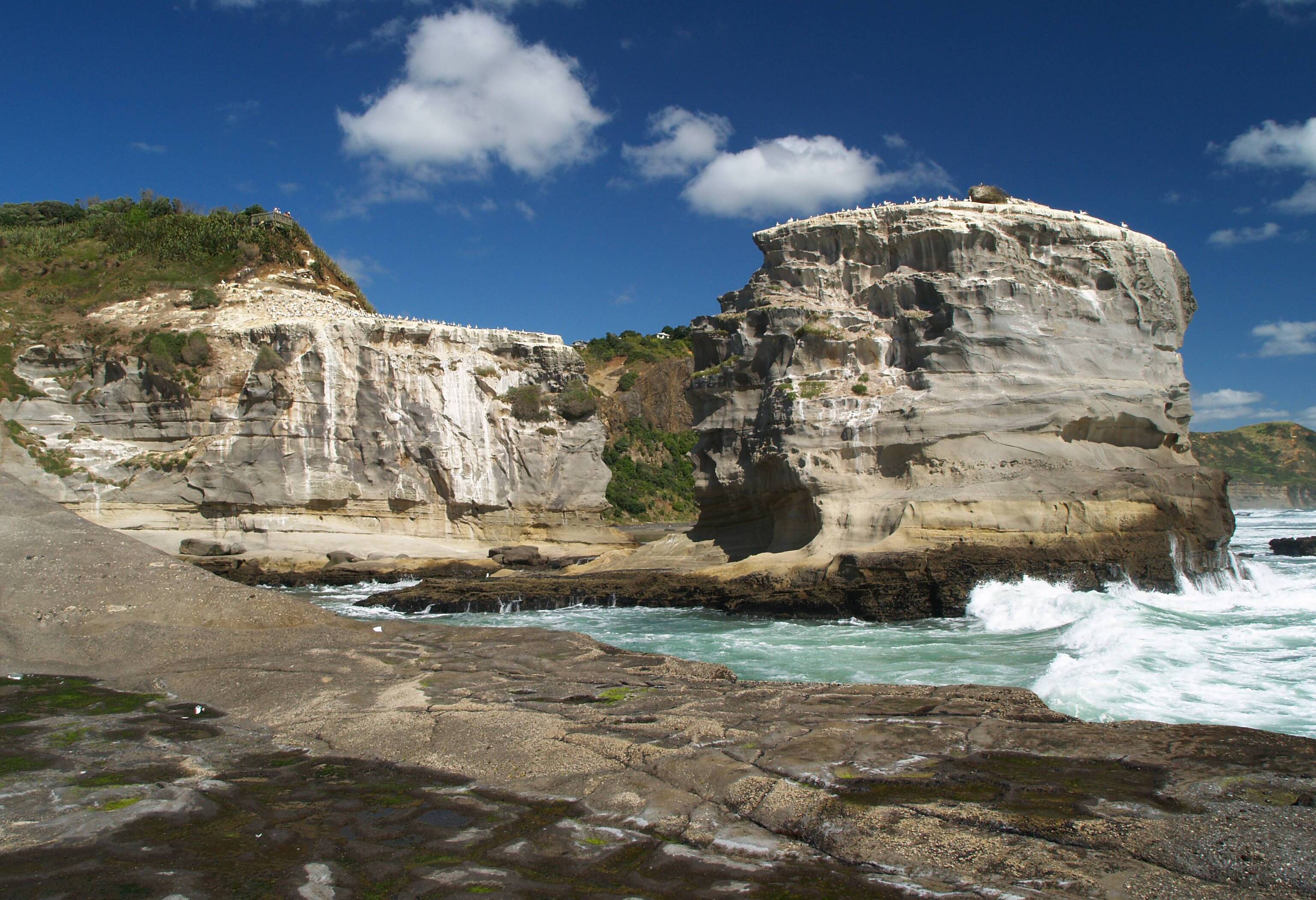 Muriwai Beach met jan-van-genten kolonie nabij Auckland in Nieuw-Zeeland