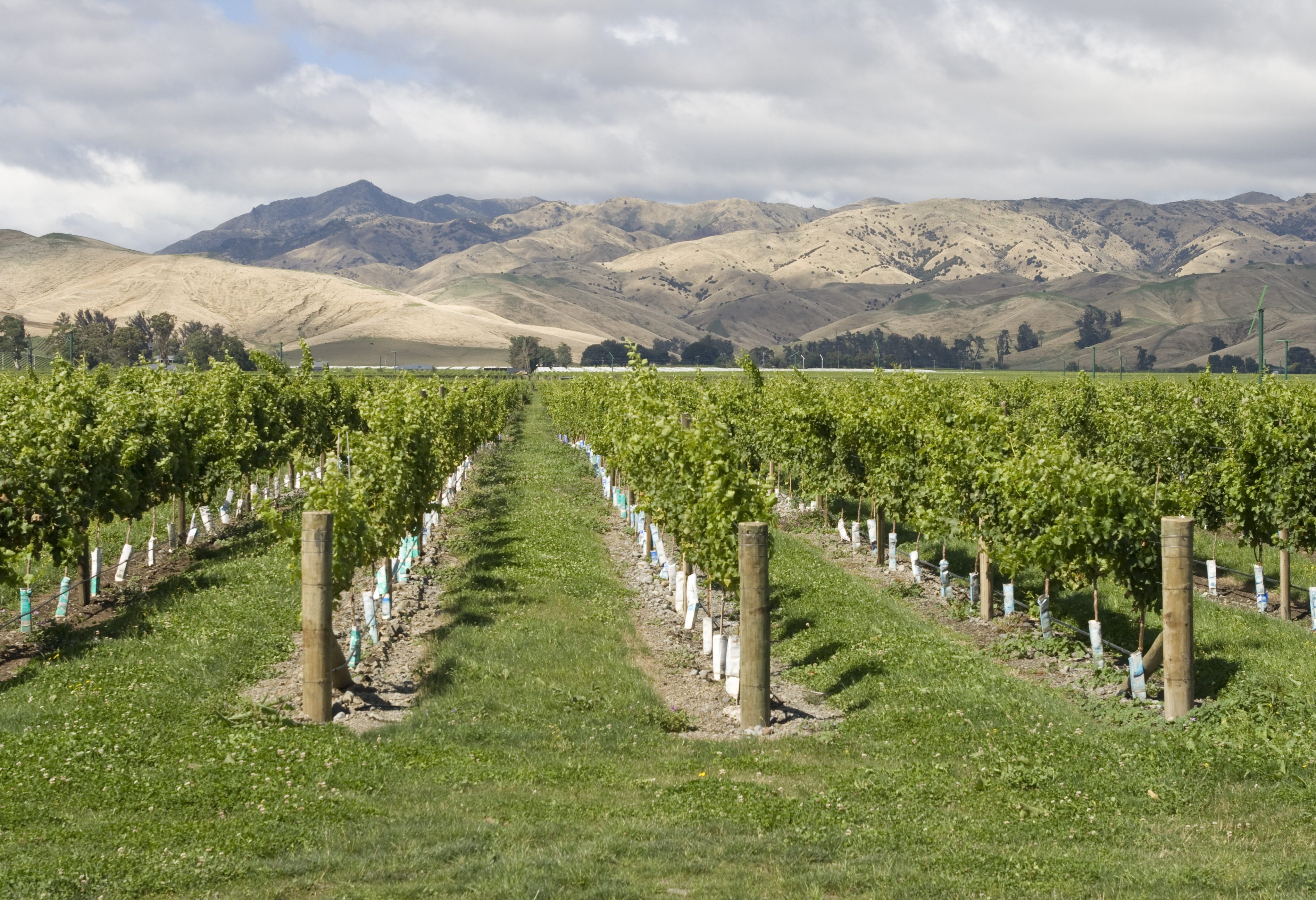 Wijngaard in Nieuw-Zeeland