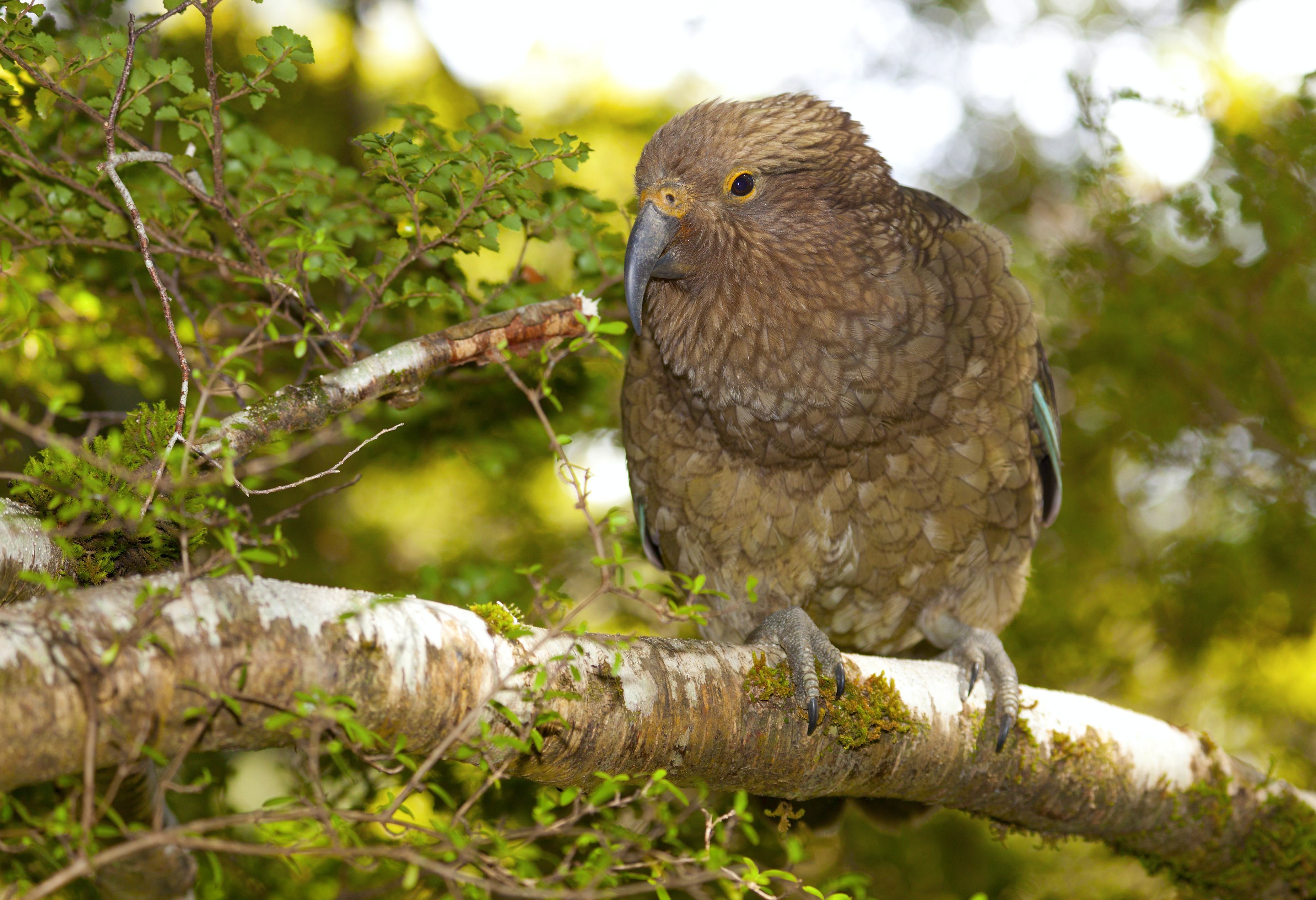 Kea bergpapegaai in Nieuw-Zeeland