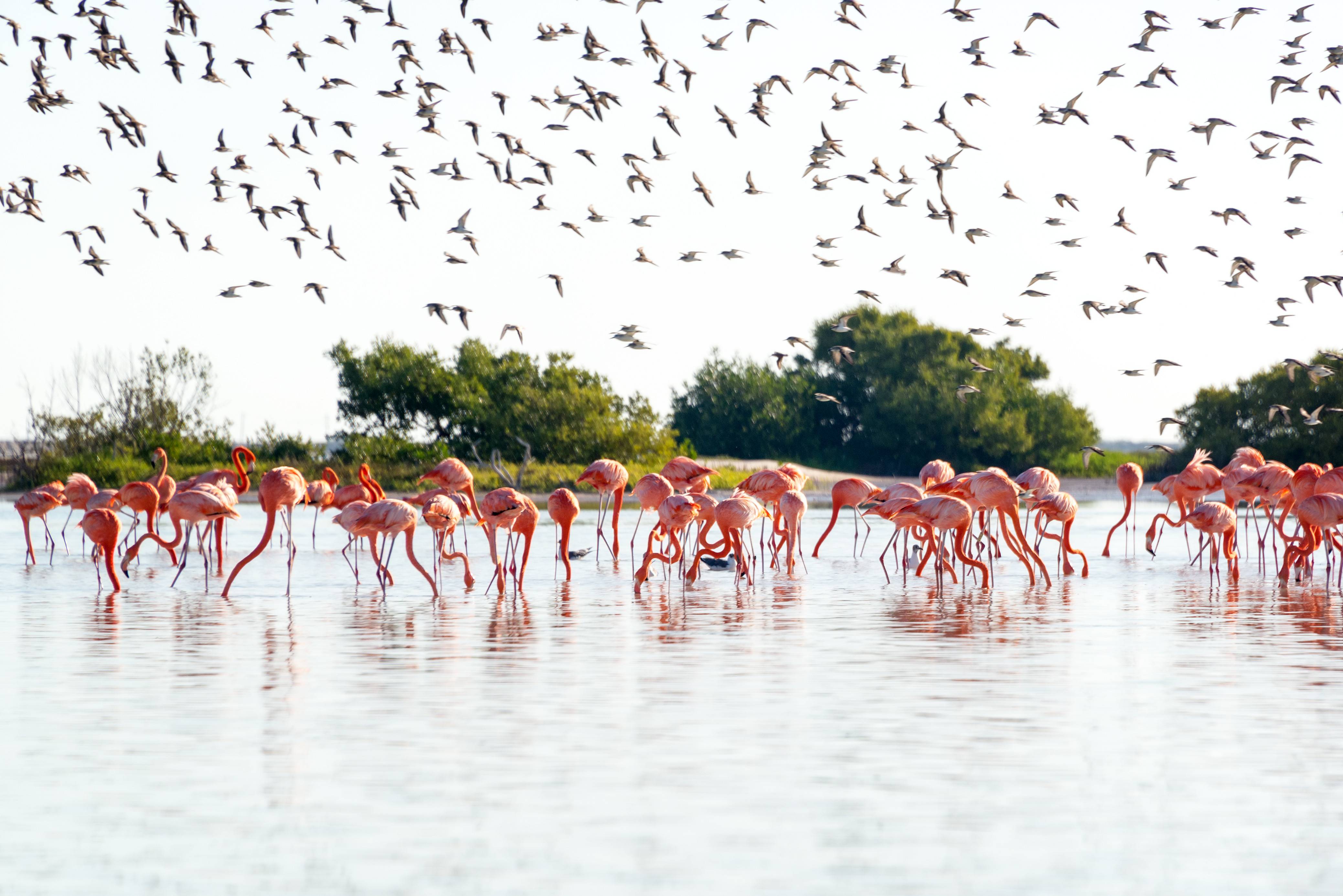 Roze flamingo's bij Rio Lagartos Yucatan Mexico