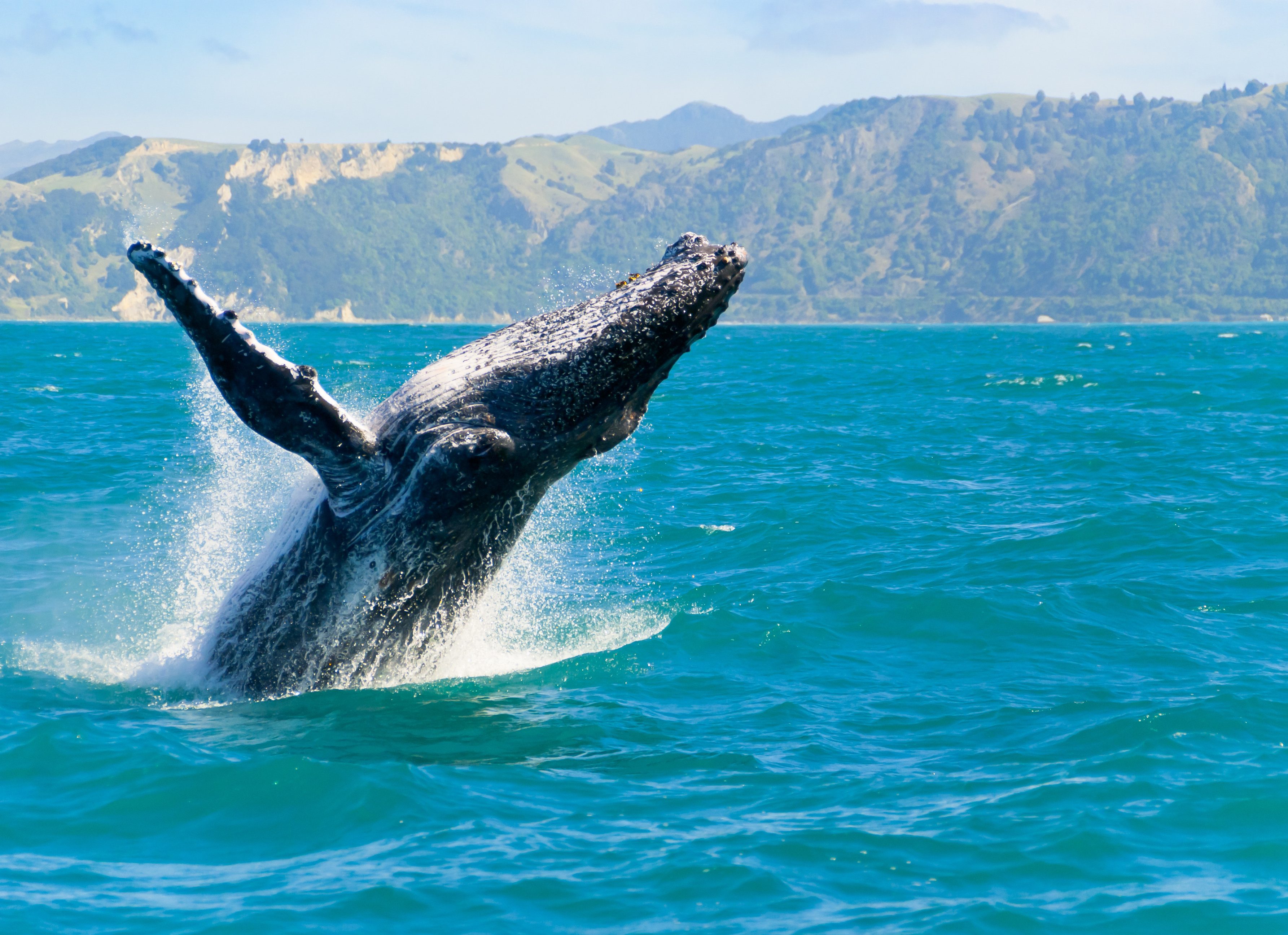 Walvissen spotten in Kaikoura op het Zuidereiland van Nieuw-Zeeland