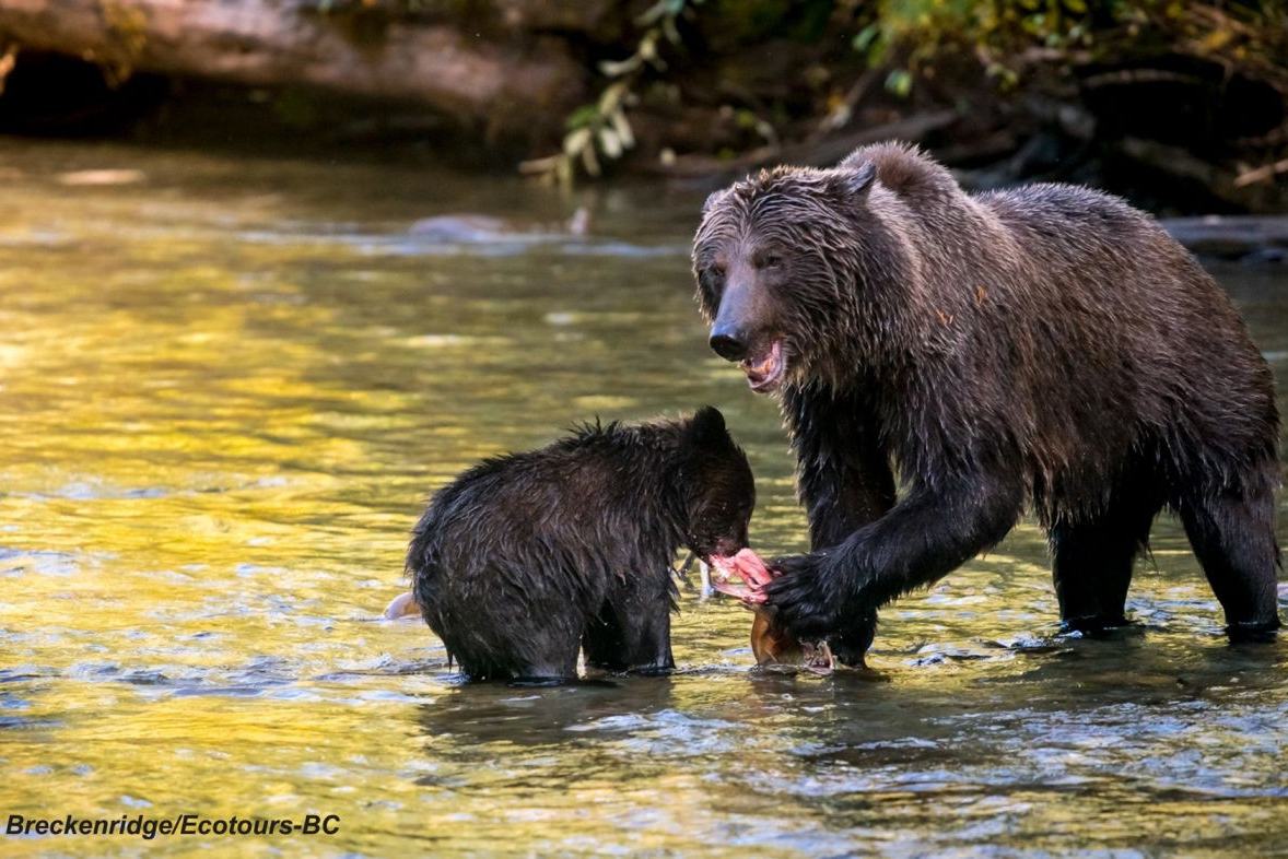 Grizzly beren in de Cariboo Mountains The Bear Whisperer