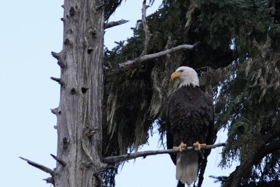 Visarend in de Cariboo Mountains The Bear Whisperer