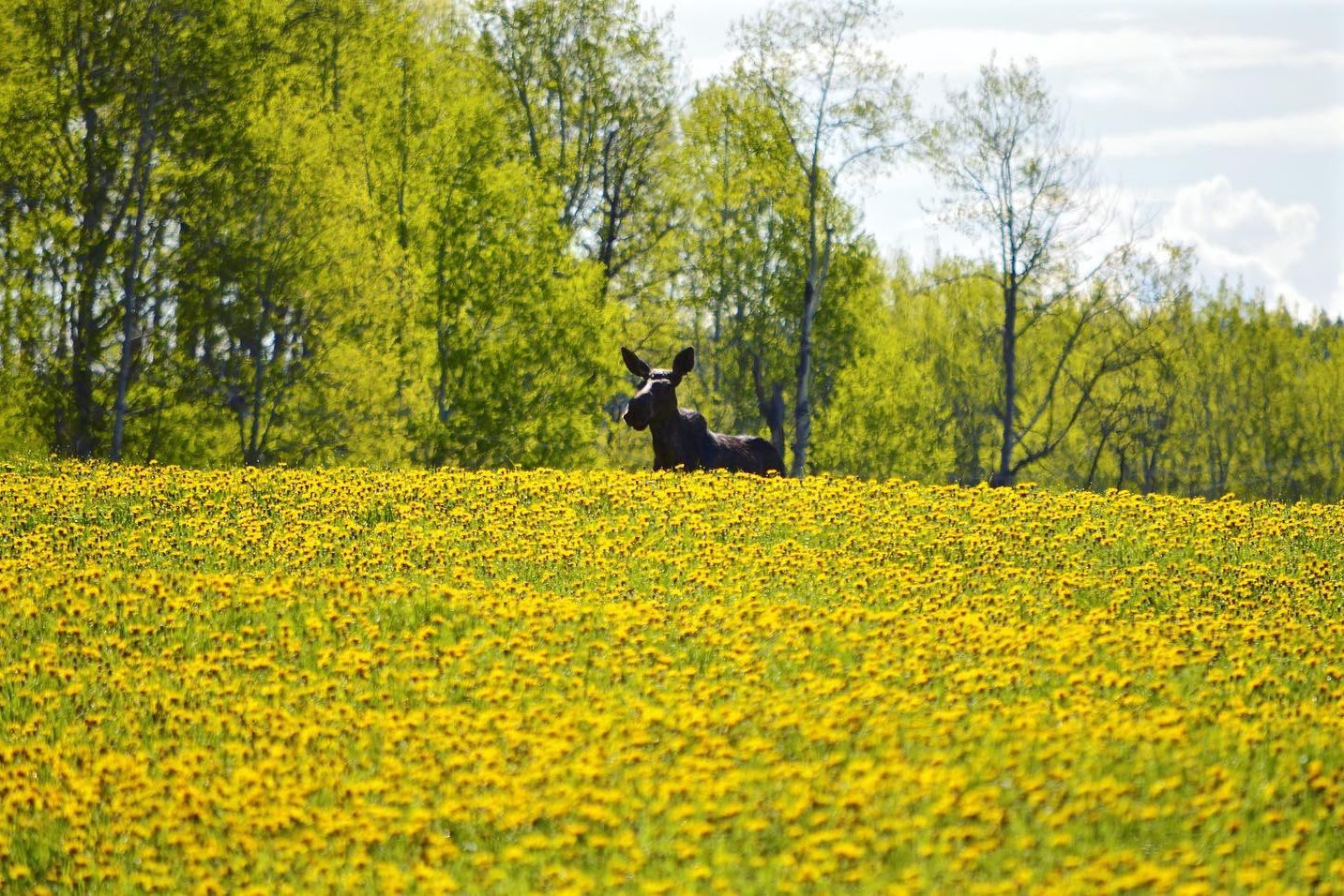 Eland in de Cariboo Mountains The Bear Whisperer