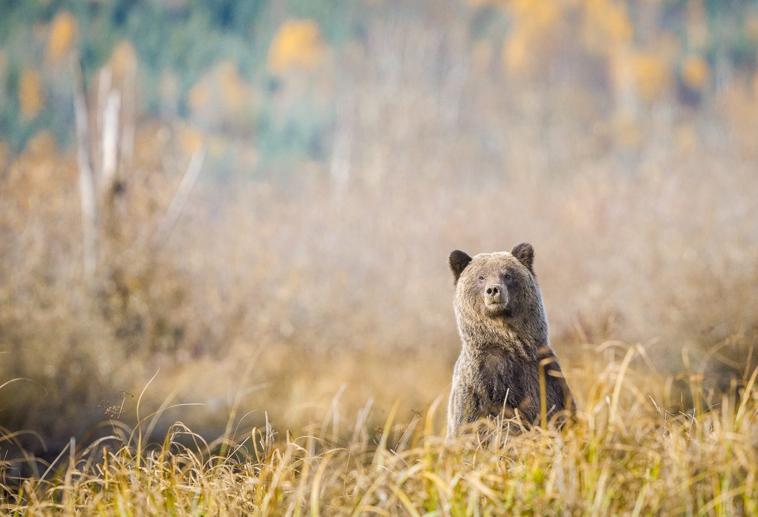 canada-likely-the-bear-whisperer-cariboo-mountains