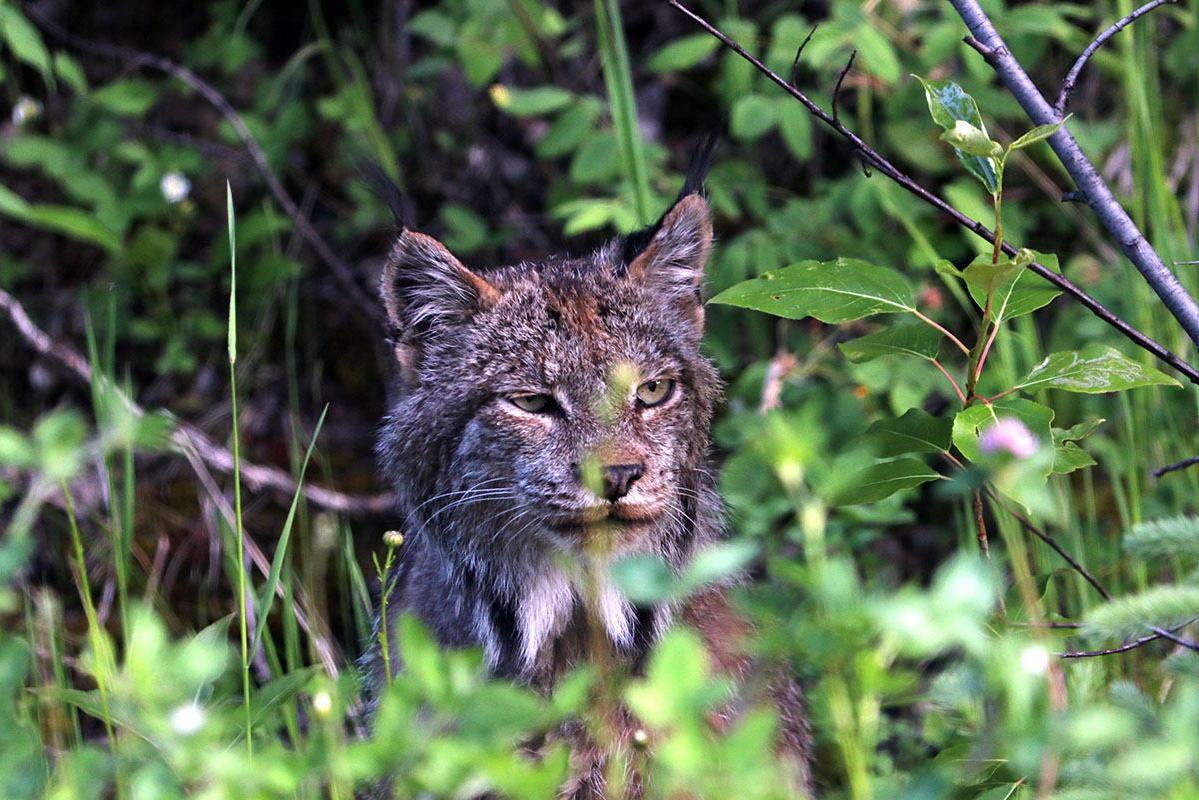 Lynx in de Cariboo Mountains The Bear Whisperer