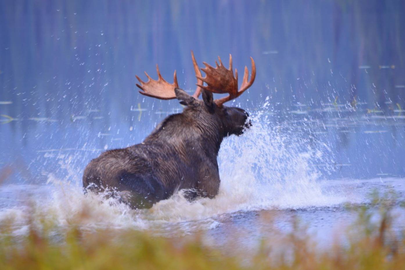 Eland in de Cariboo Mountains The Bear Whisperer