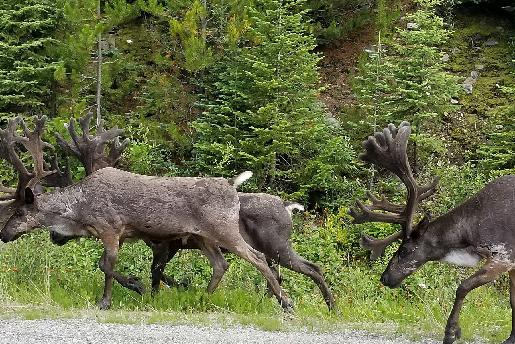 Kariboes in de Cariboo Mountains The Bear Whisperer