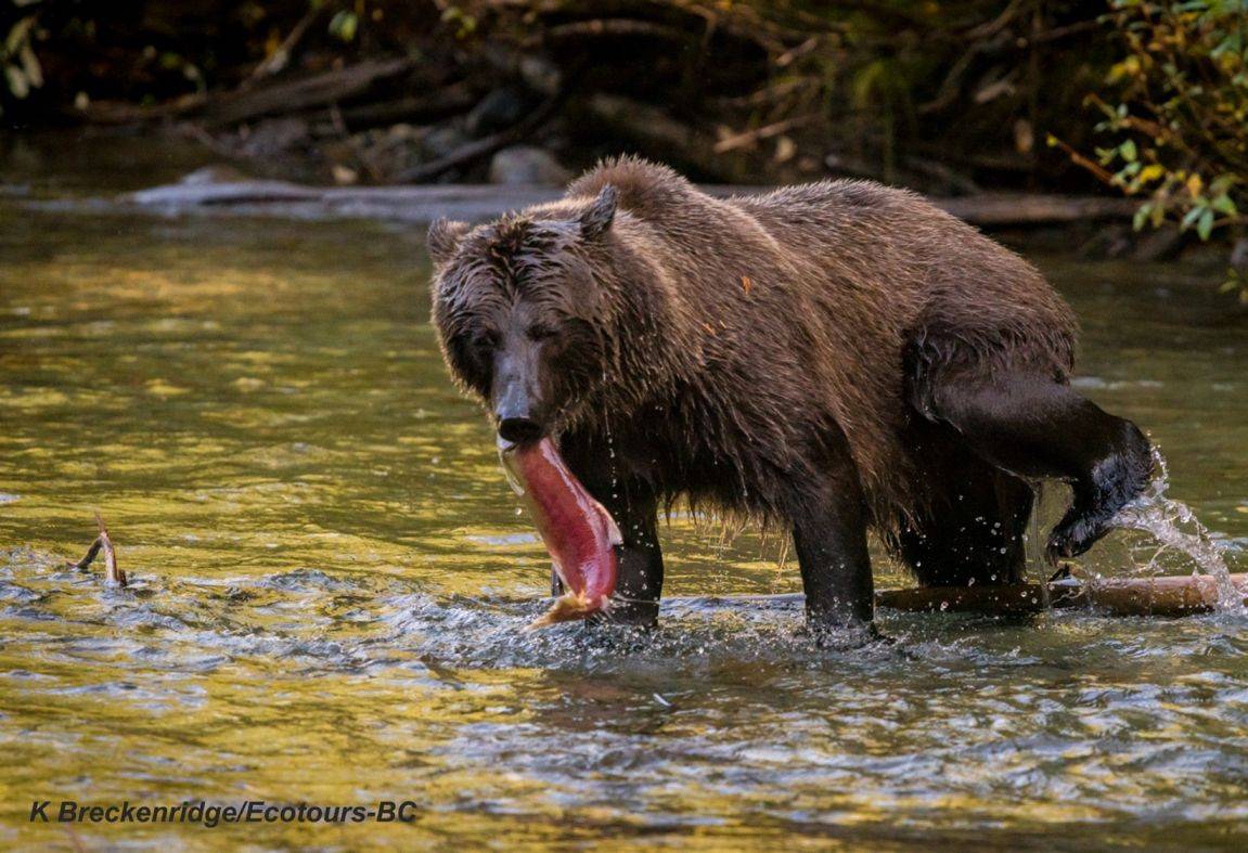 canada-likely-the-bear-whisperer-cariboo-mountains-10