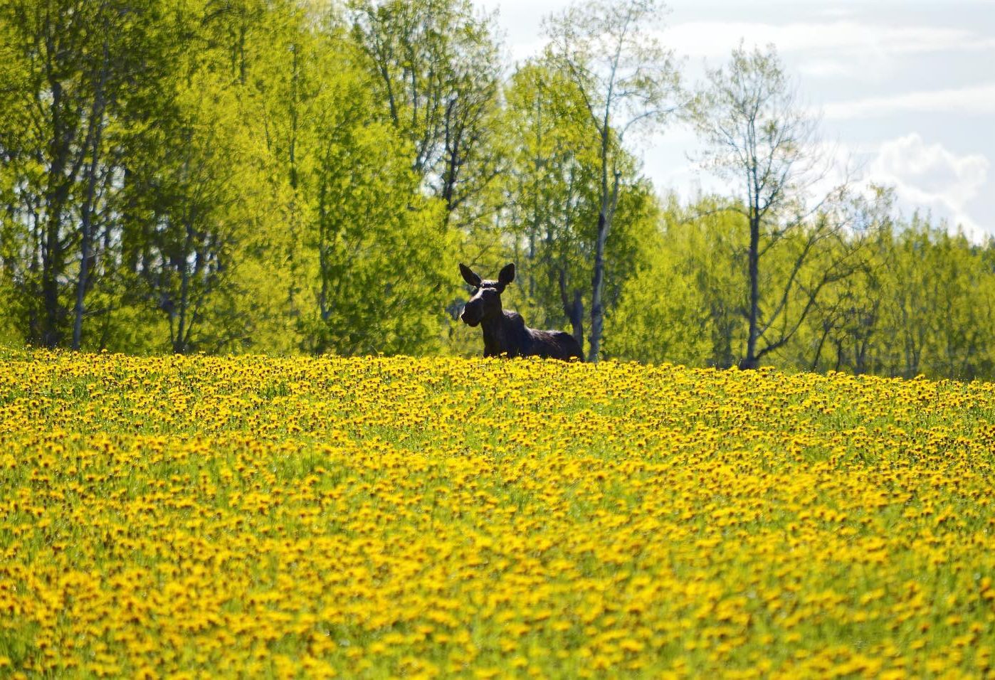 canada-likely-the-bear-whisperer-cariboo-mountains-8
