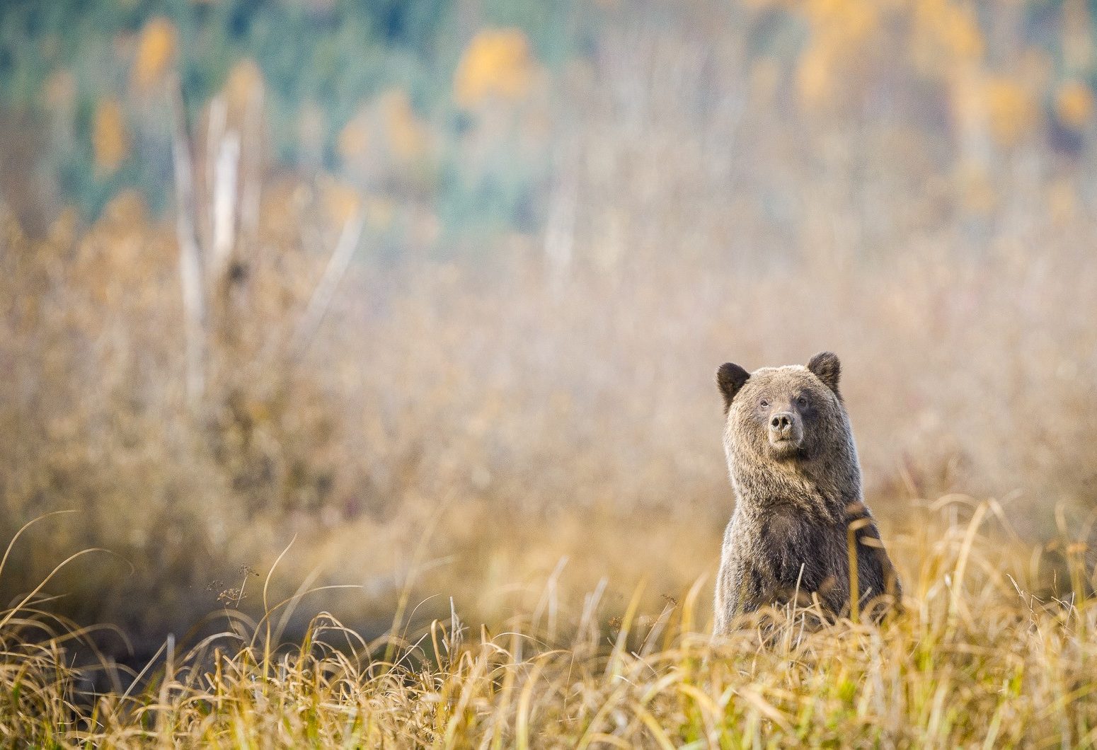 canada-likely-the-bear-whisperer-cariboo-mountains