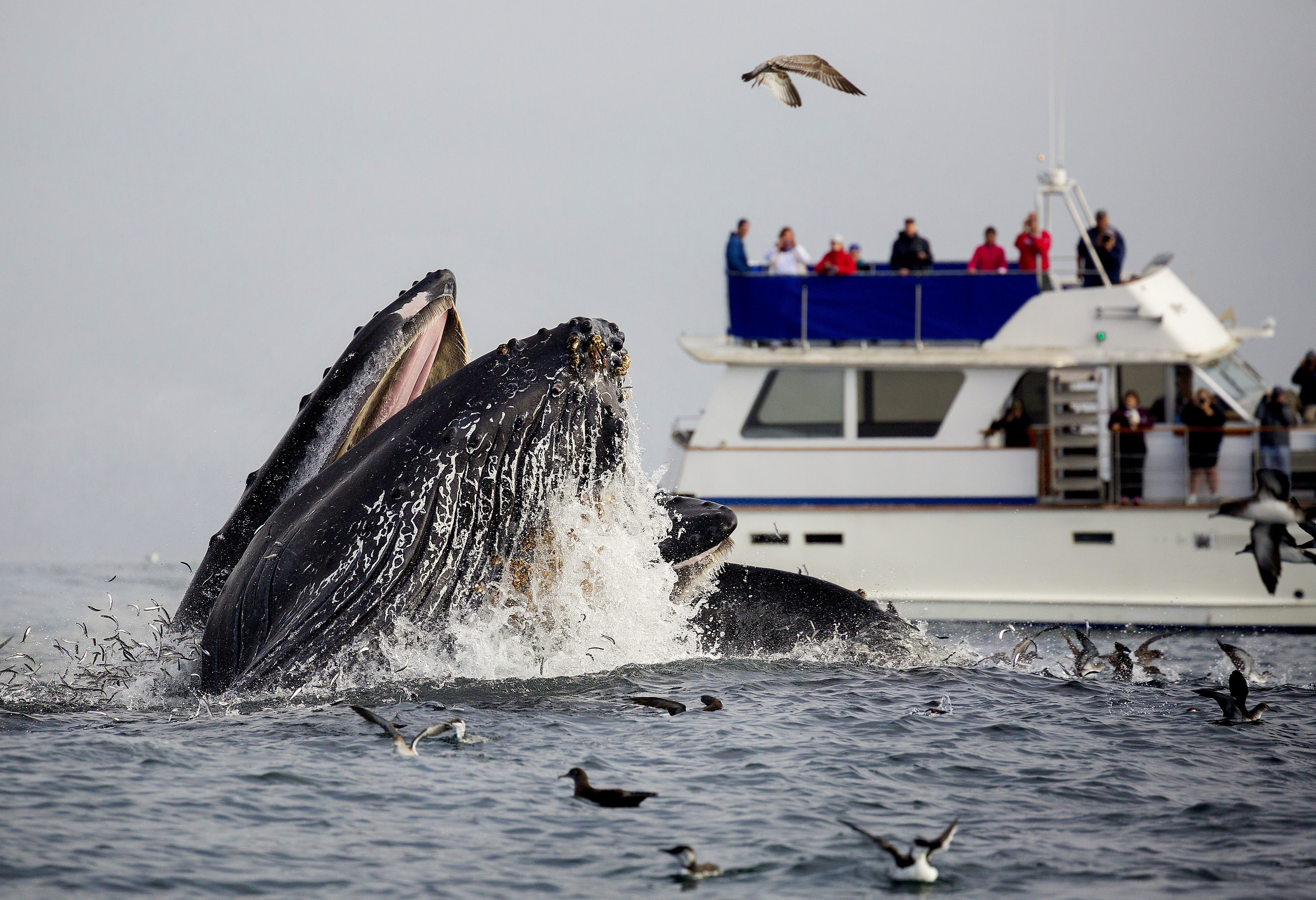 Walvis cruise bij Monterey, Amerika