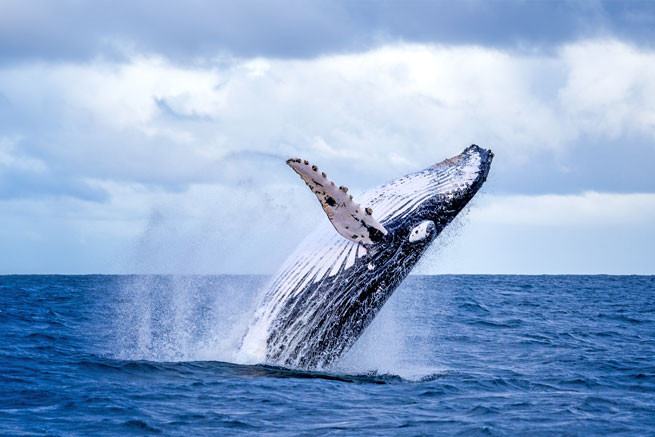 canada-campbell-river-whale-cruise