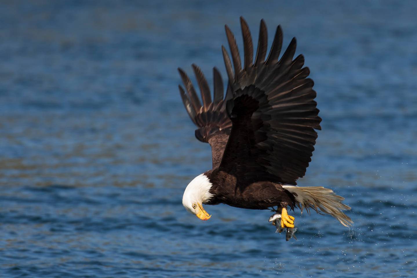canada-campbell-river-whale-cruise