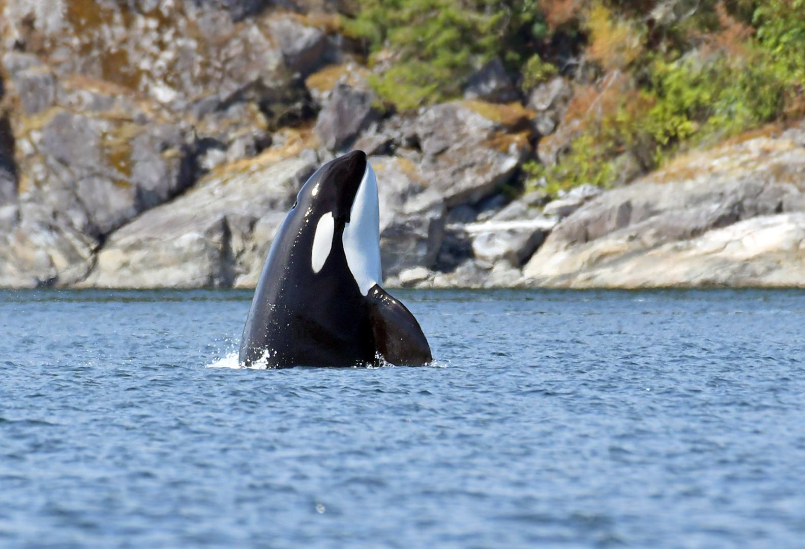 canada-vancouver-island-campbell-river-big-animal-encounters-excursie-orka