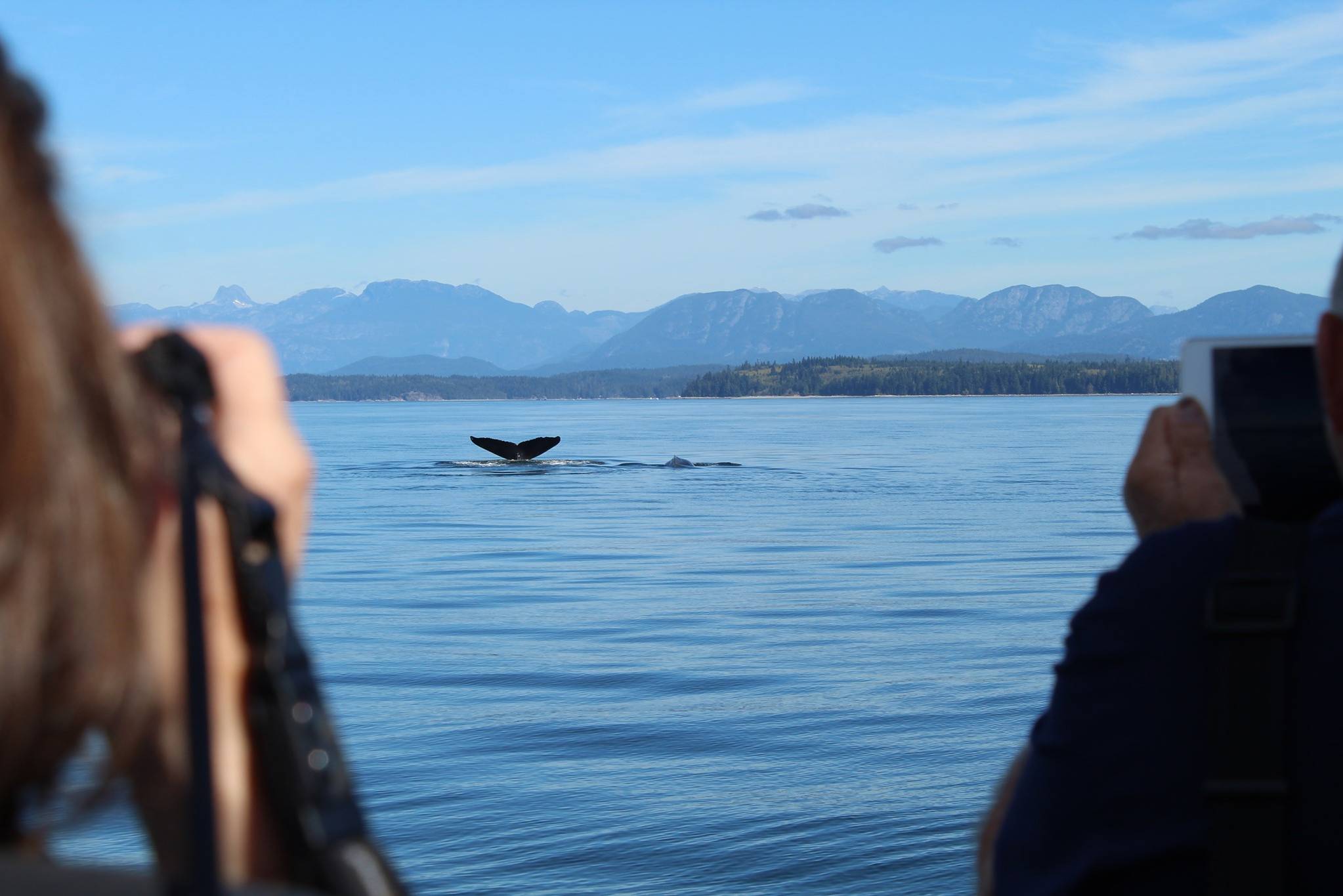 canada-vancouver-island-campbell-river-discovery-marine-safaris-excursie-walvis-spotten