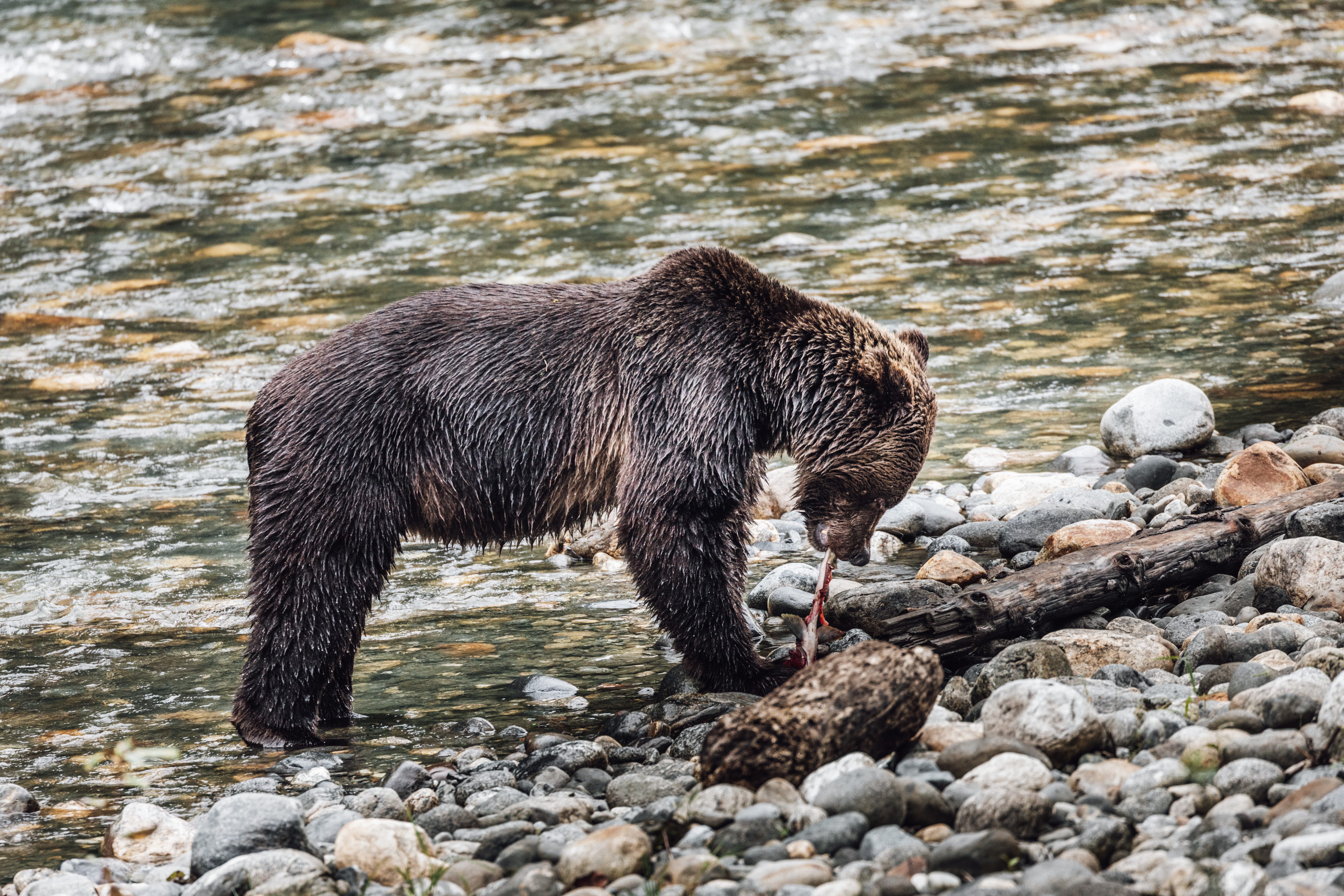 canada-klahoose-wilderness-resort-grizzly-beer-toba-inlet-tour-6