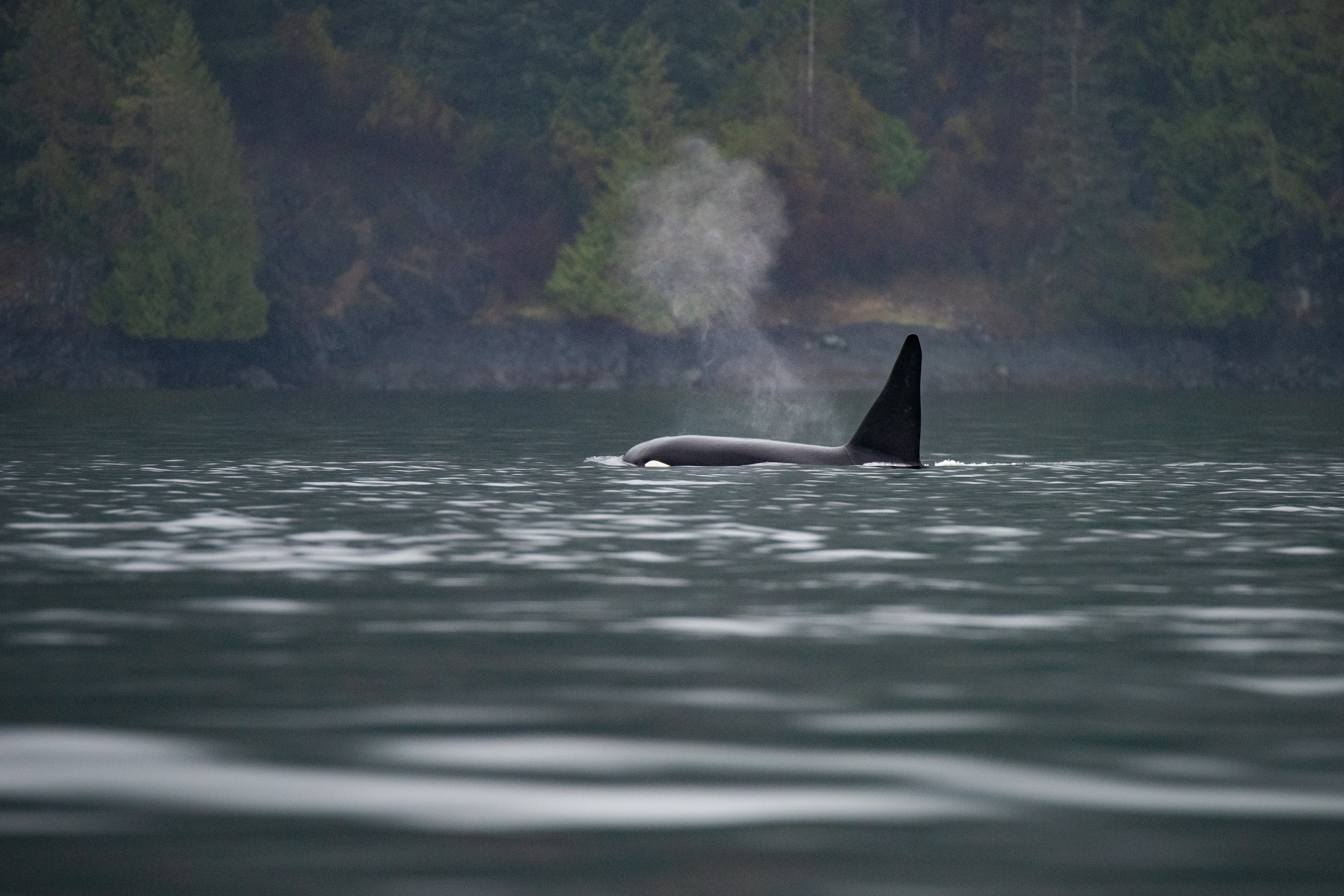 canada-klahoose-wilderness-resort-orka-1