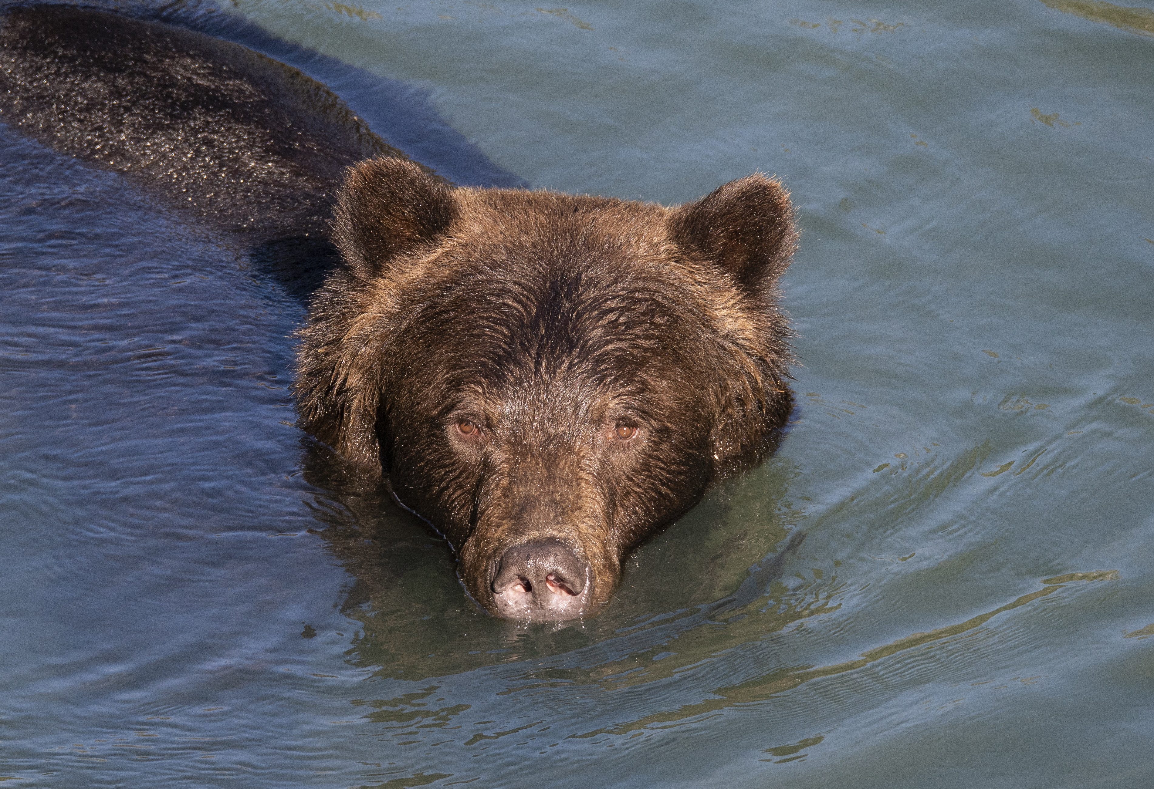 canada-klahoose-wilderness-resort-grizzly-beer-toba-inlet-tour-8