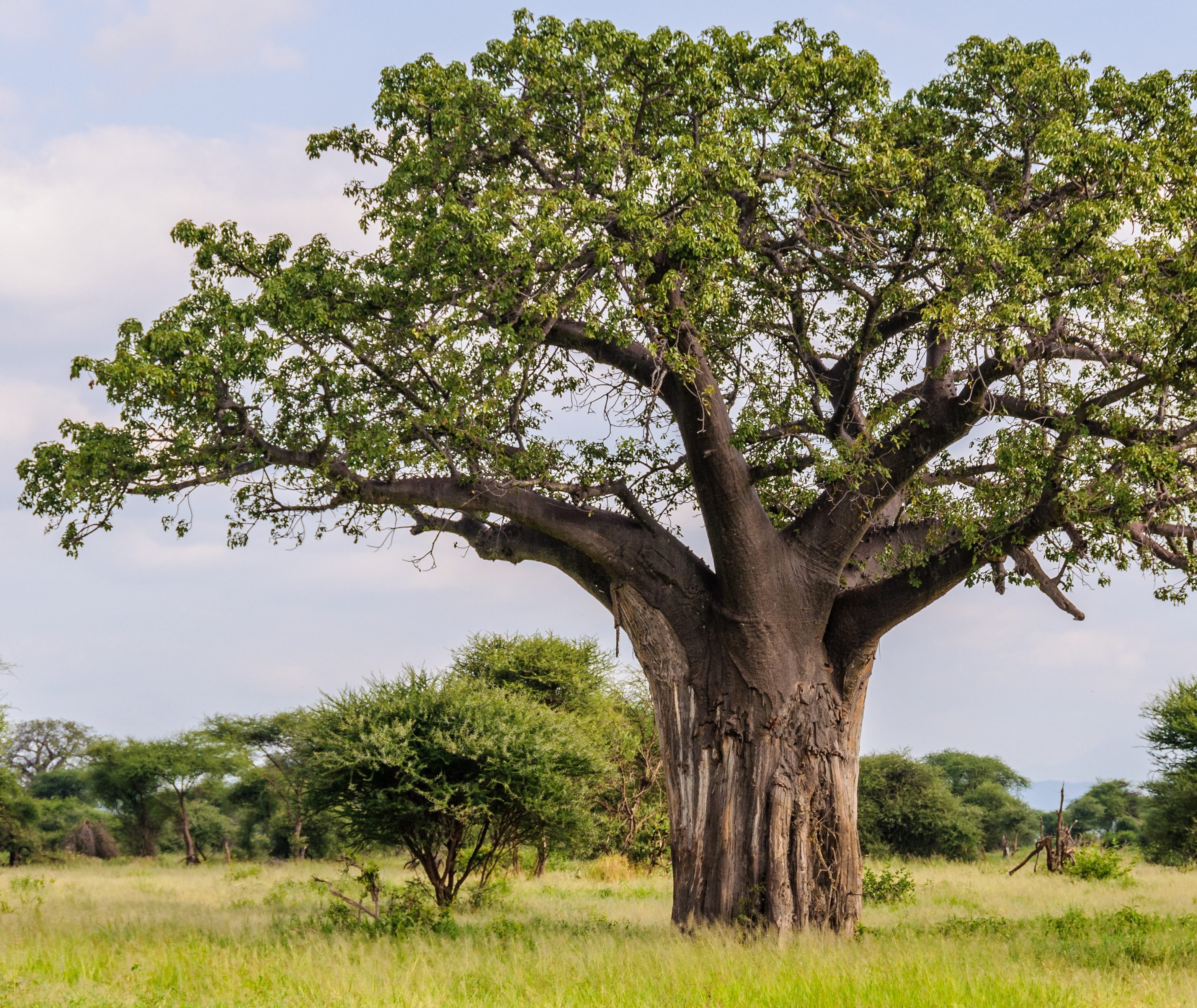 Tarangire National Park