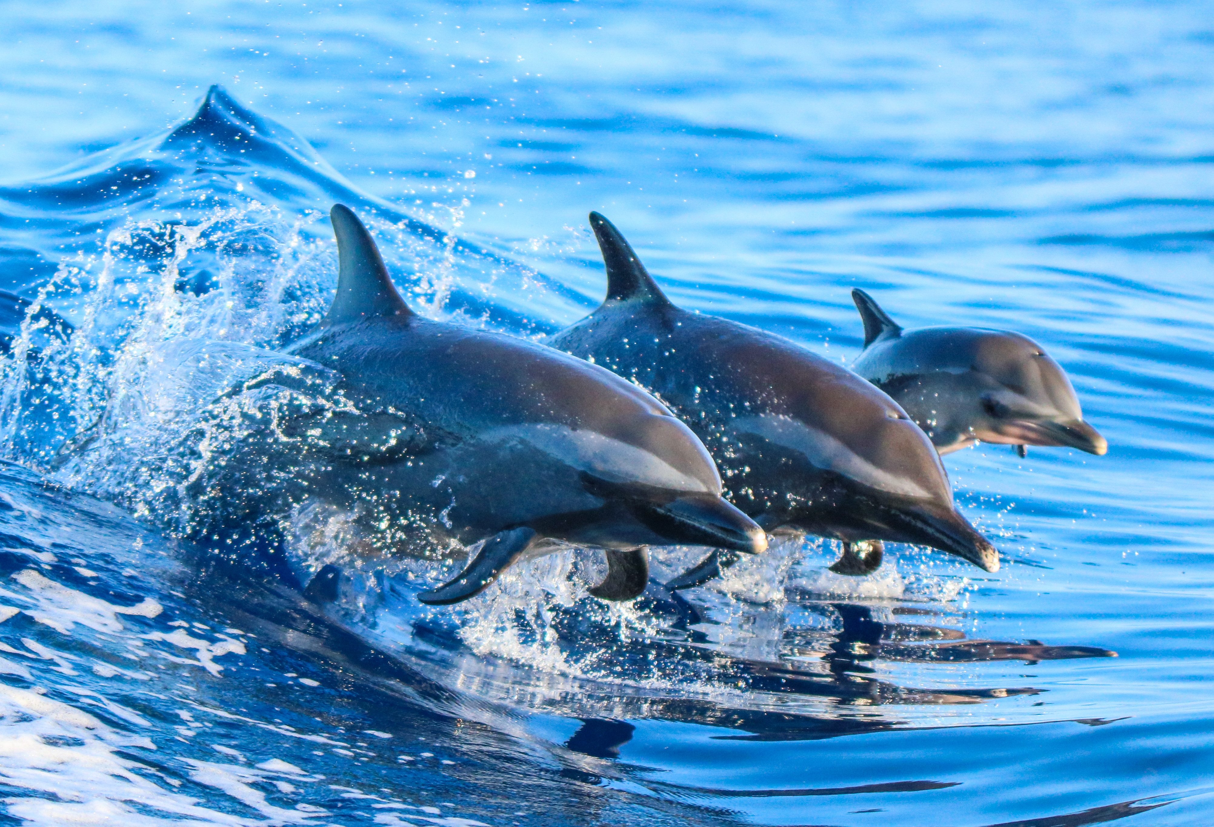 Dolfijnen Florida