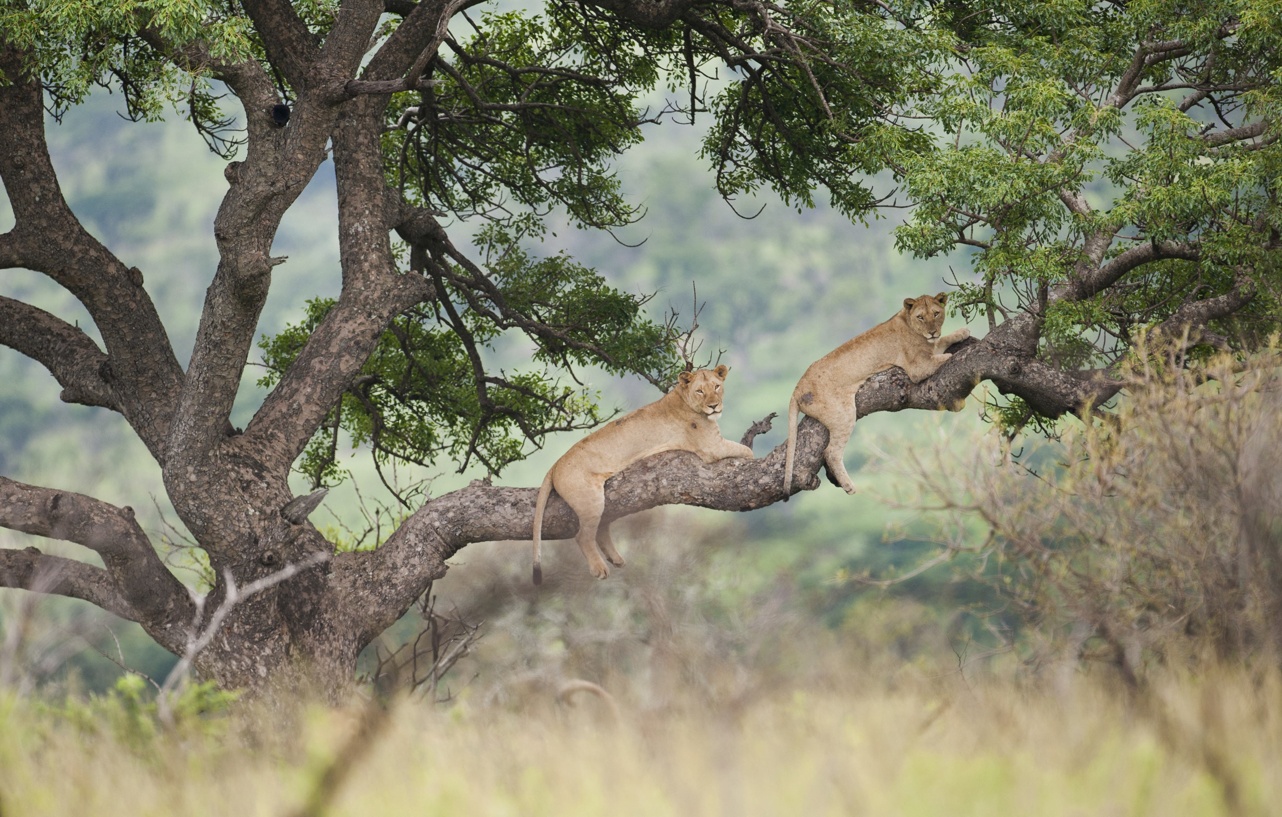 Leeuwen luieren in de boom tijdens een safari in Zuid-Afrika