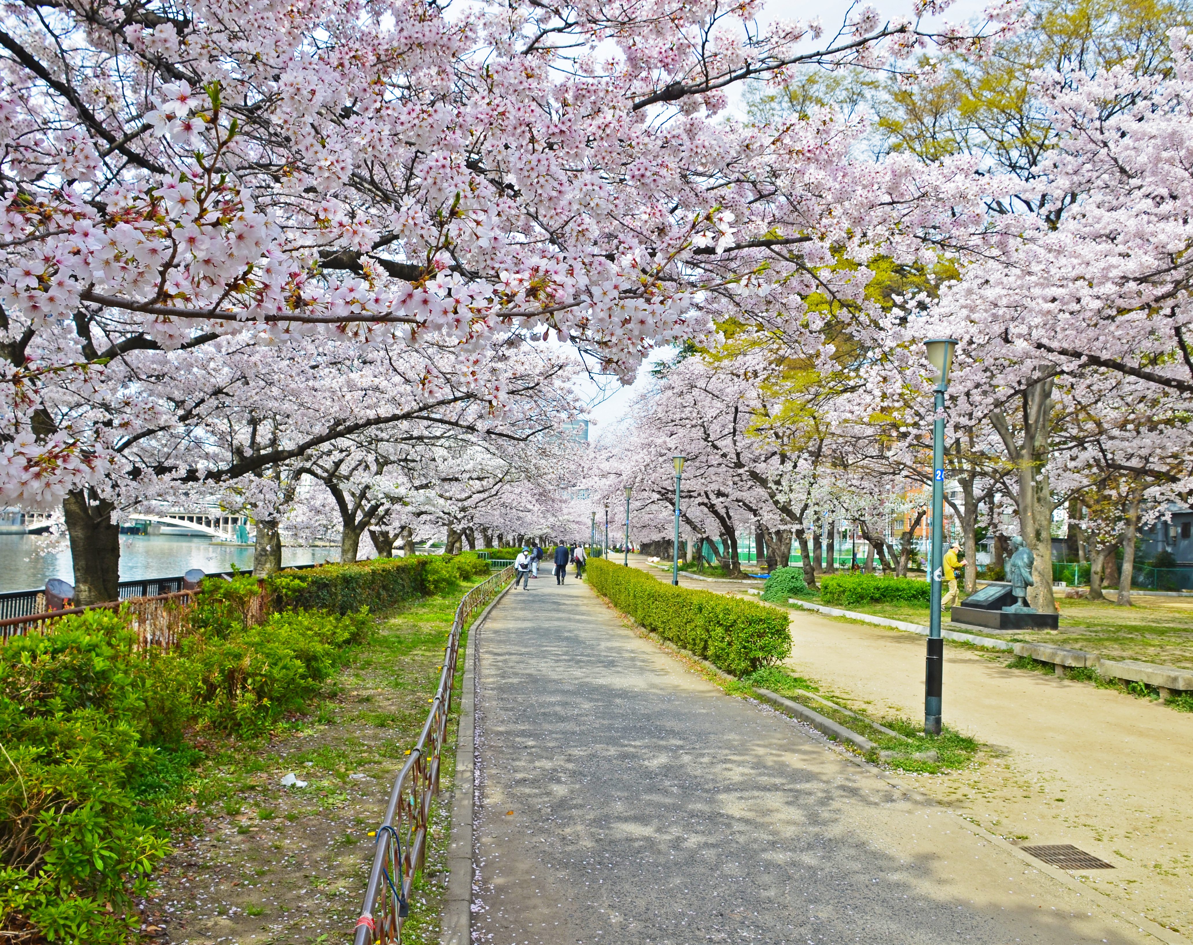 De kersenbloesem staat in bloei in Ueno Park in Tokyo, Japan