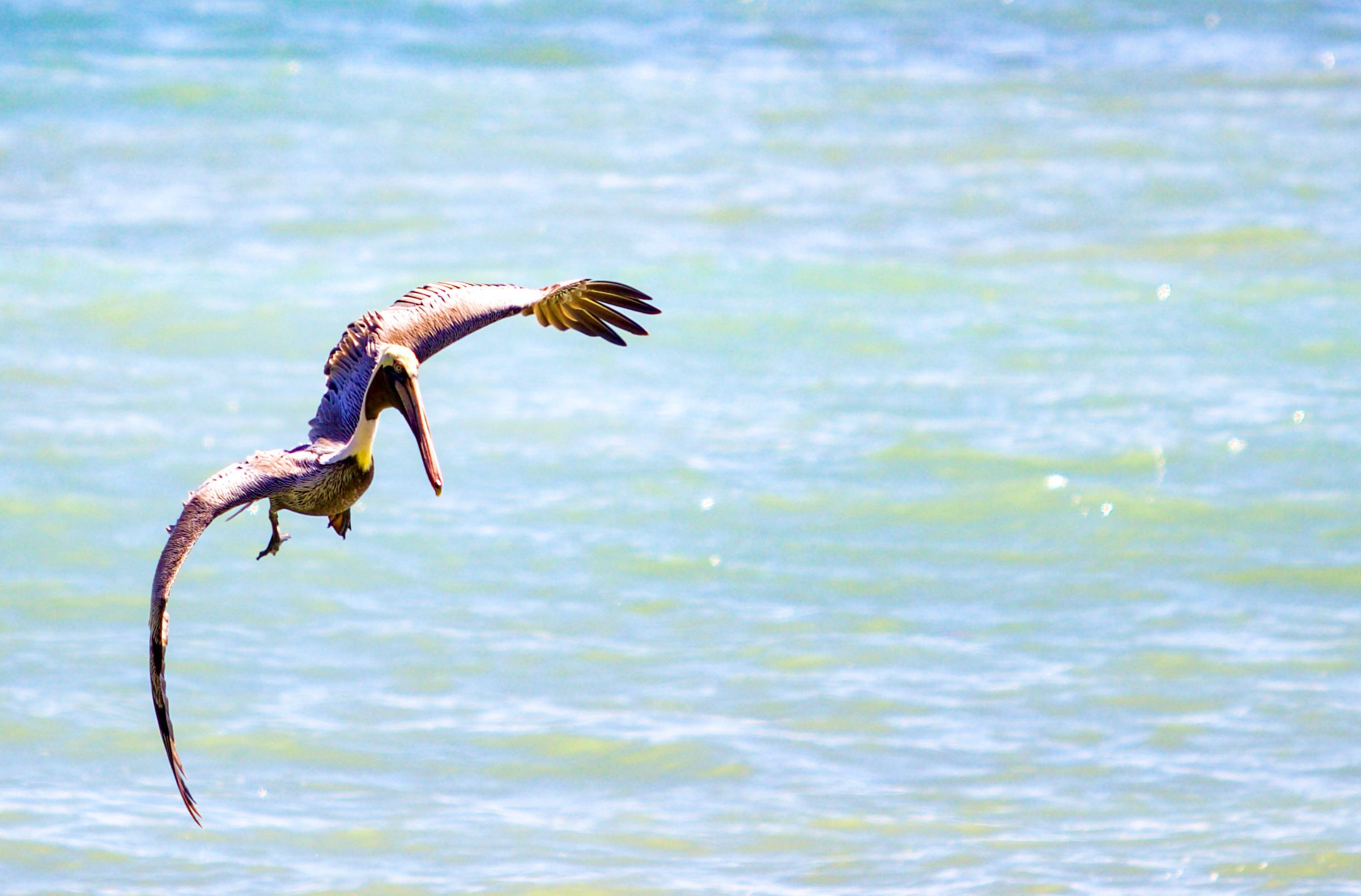 Een pelikaan gespot voor de kust van Punta Arenas, Costa Rica