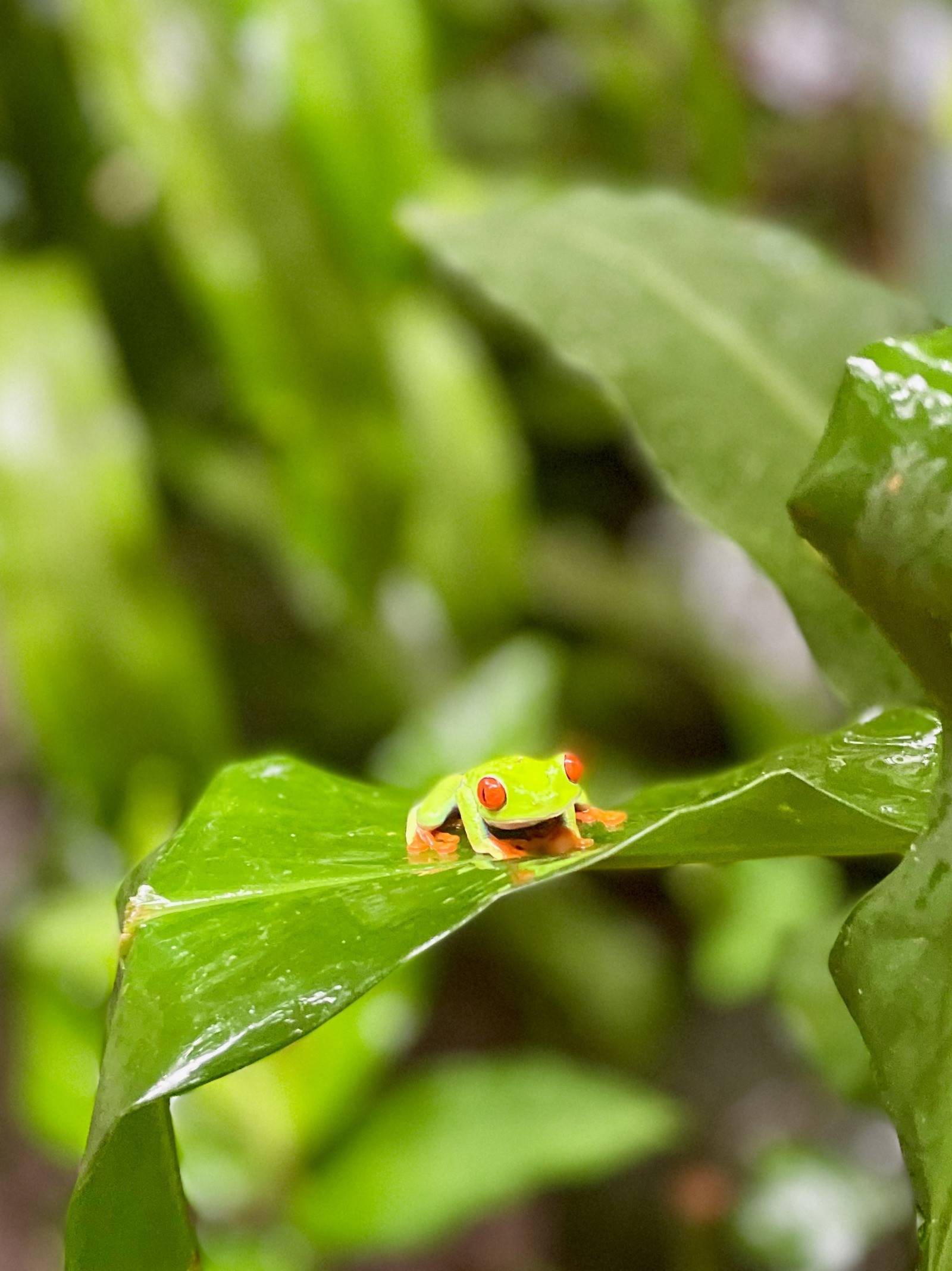 Een Red Eye kikker in Costa Rica
