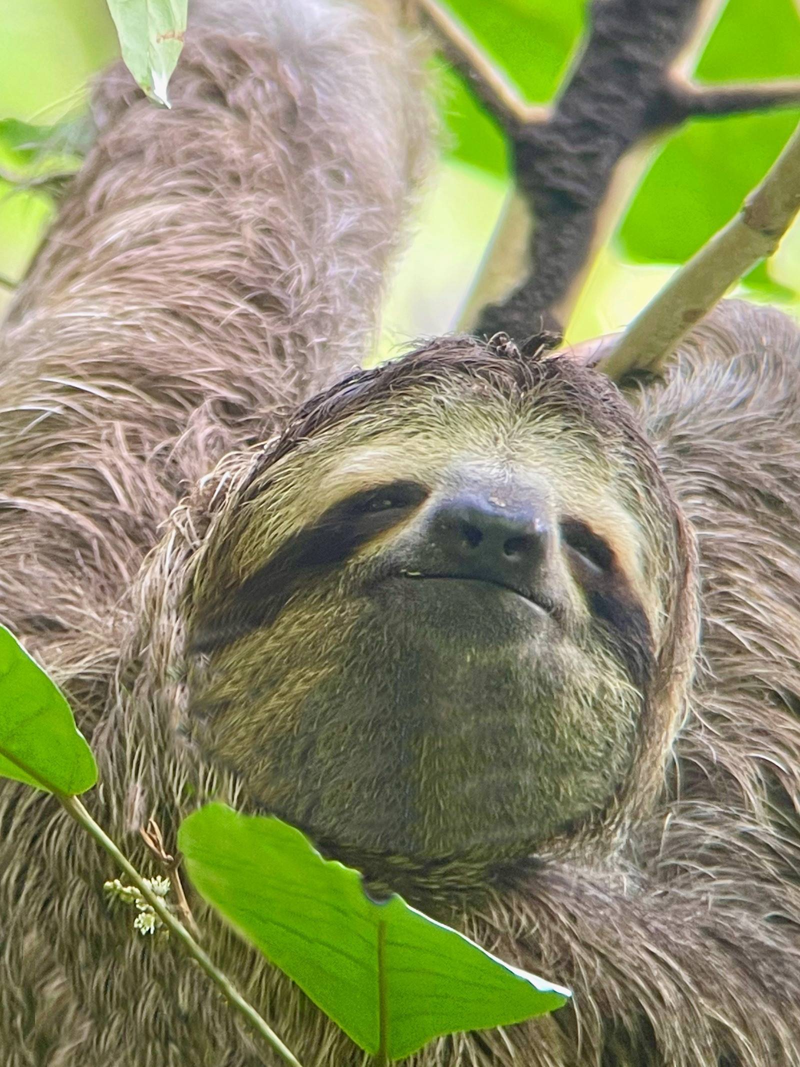 Een close-up van een luiaard in Manuel Antonio, Costa Rica