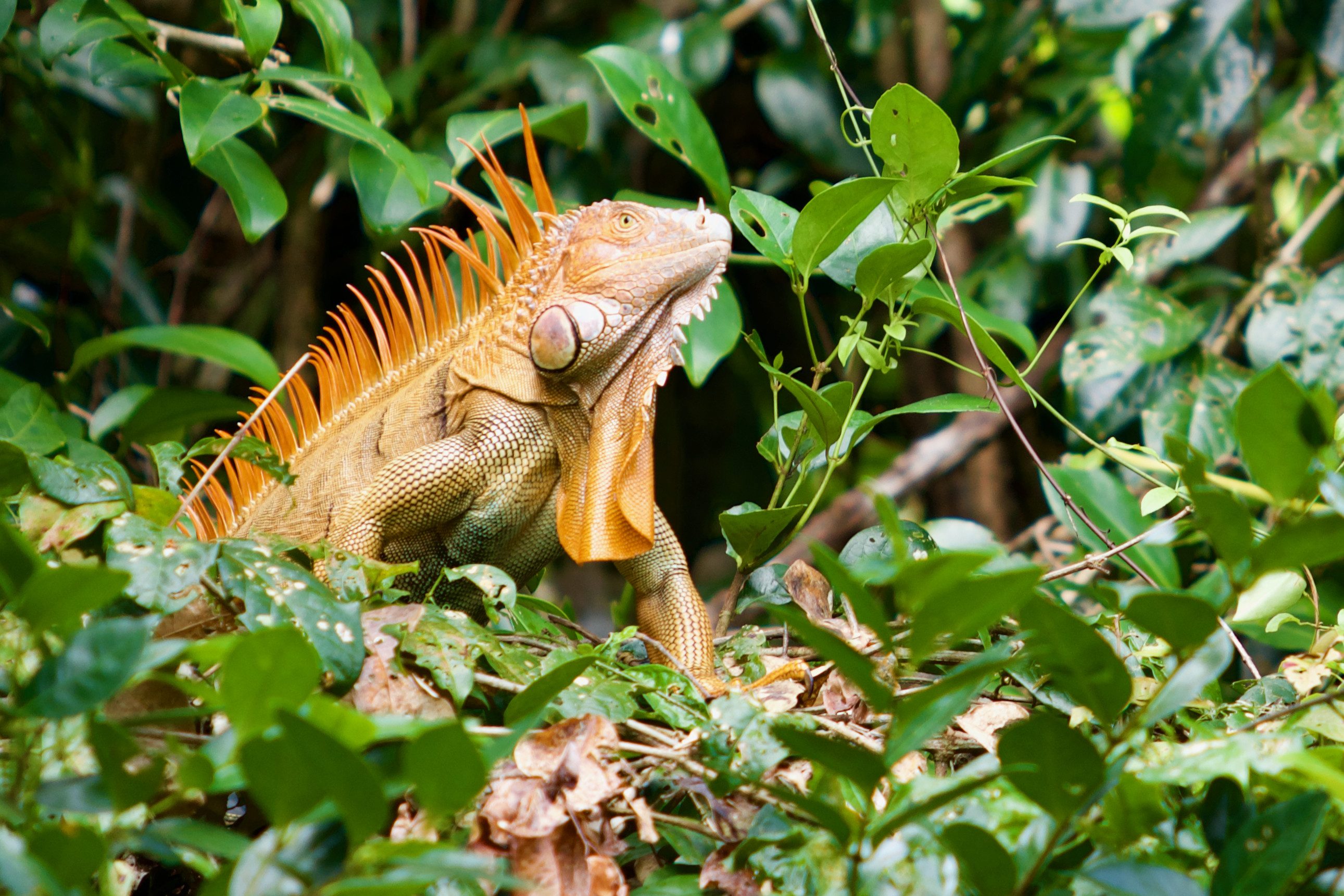 Een leguaan in Tortuguero National Park, Costa Rica