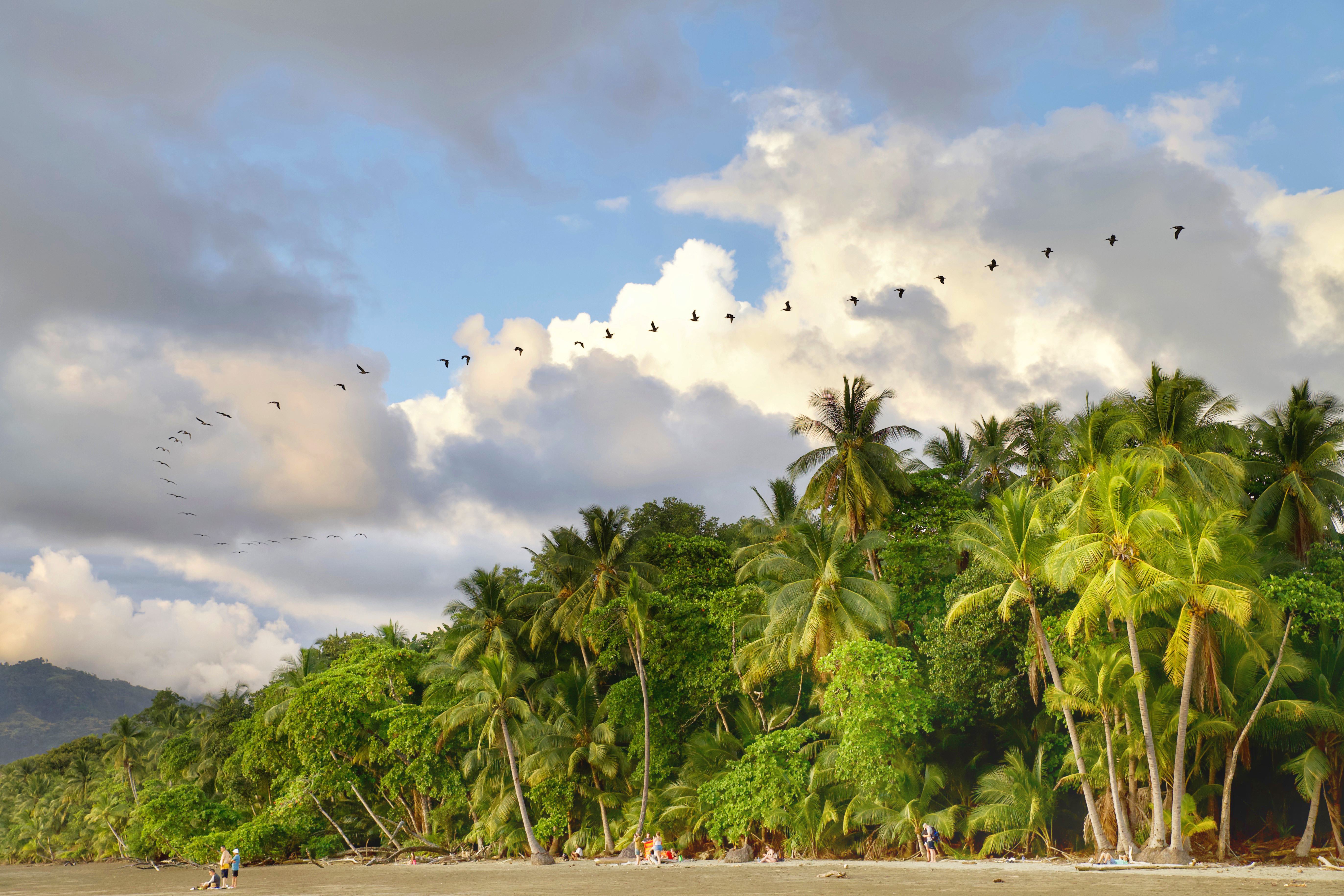 Tientallen vogels in de lucht van Marino Ballena in Costa Rica