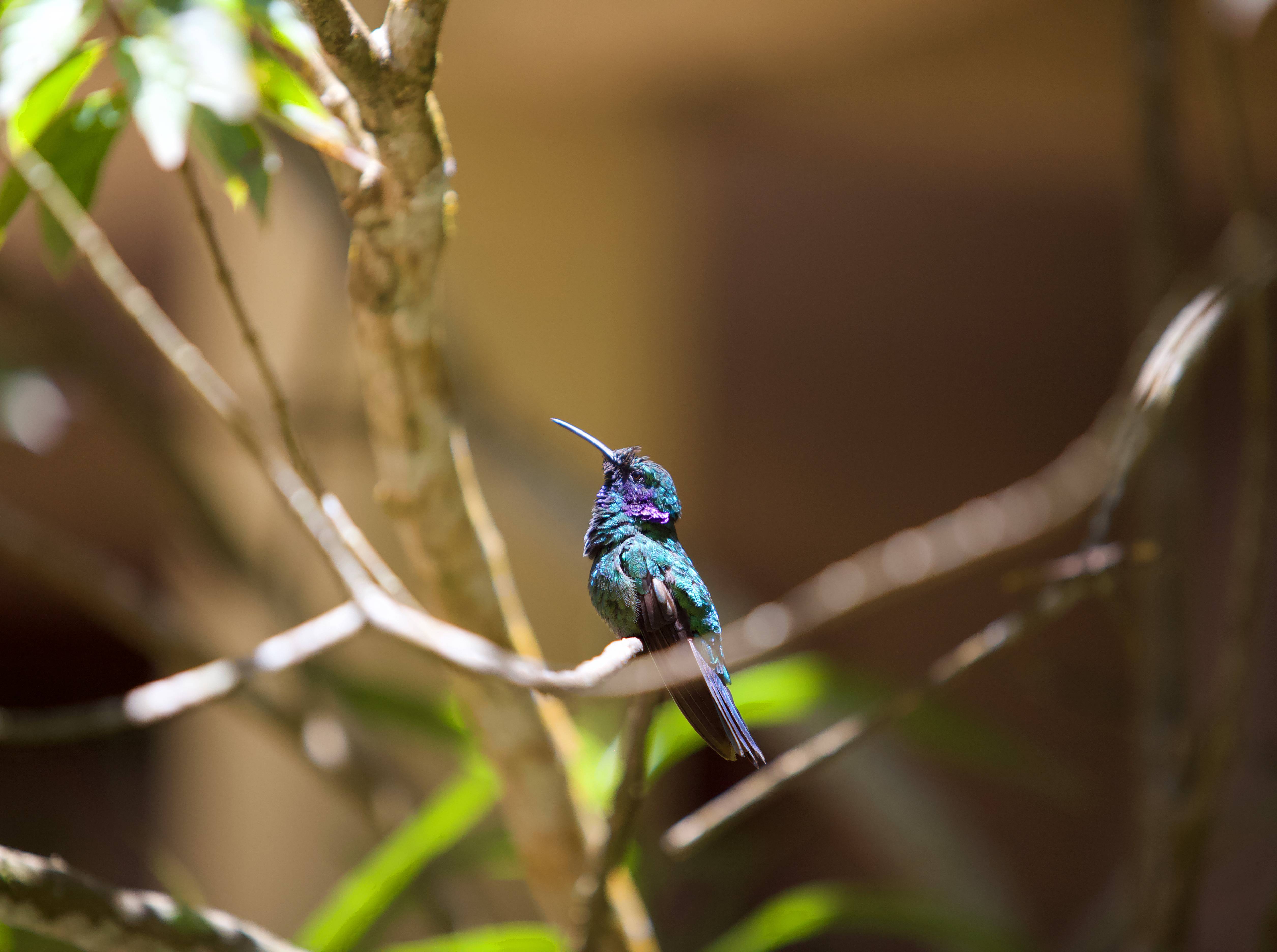 Een kleurrijke kolibrie gespot in Monteverde, Costa Rica